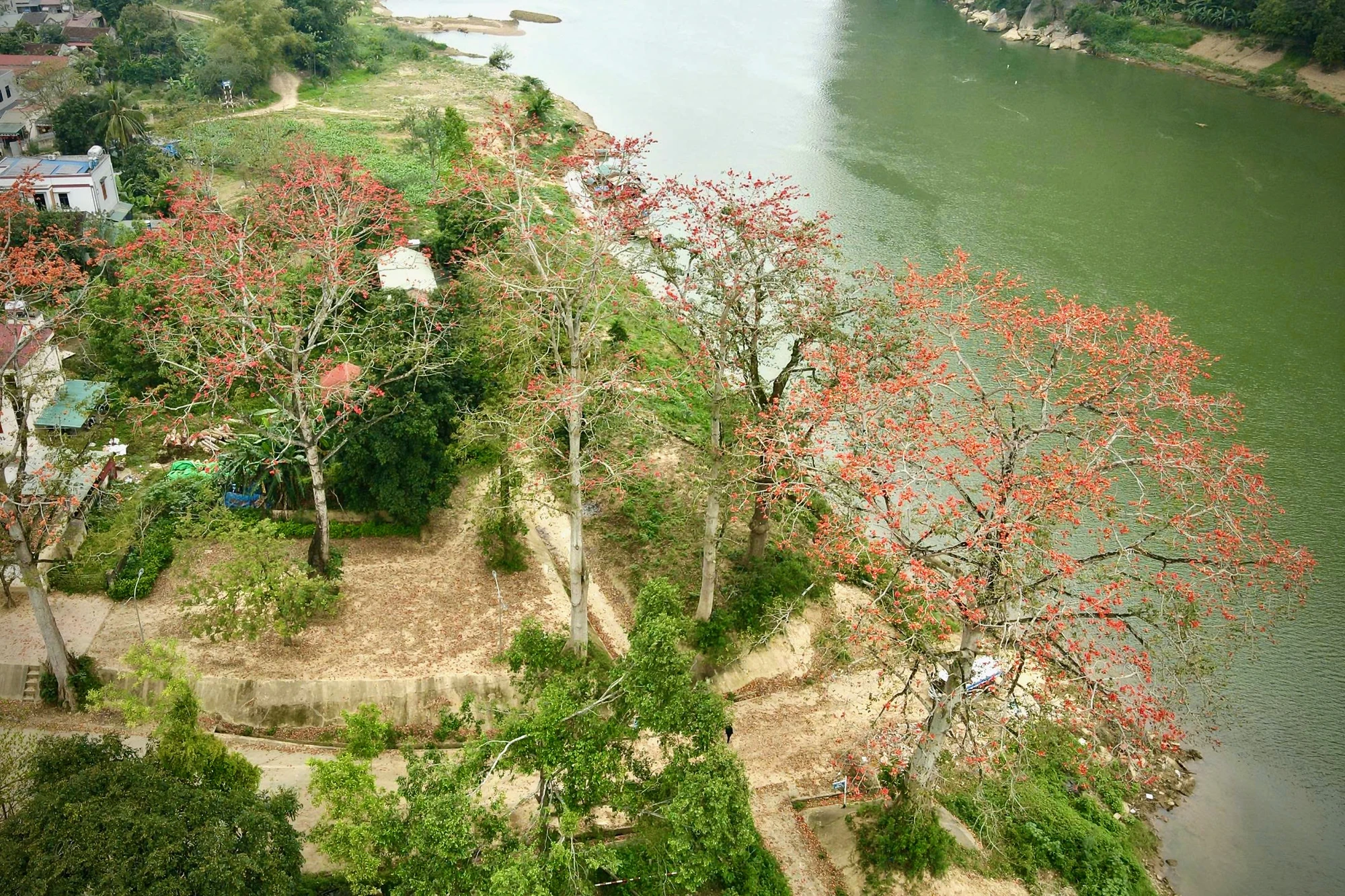 Chiêm ngưỡng hoa gạo đỏ rực bên sông Mã ở Thanh Hóa-.jpeg2.jpeg