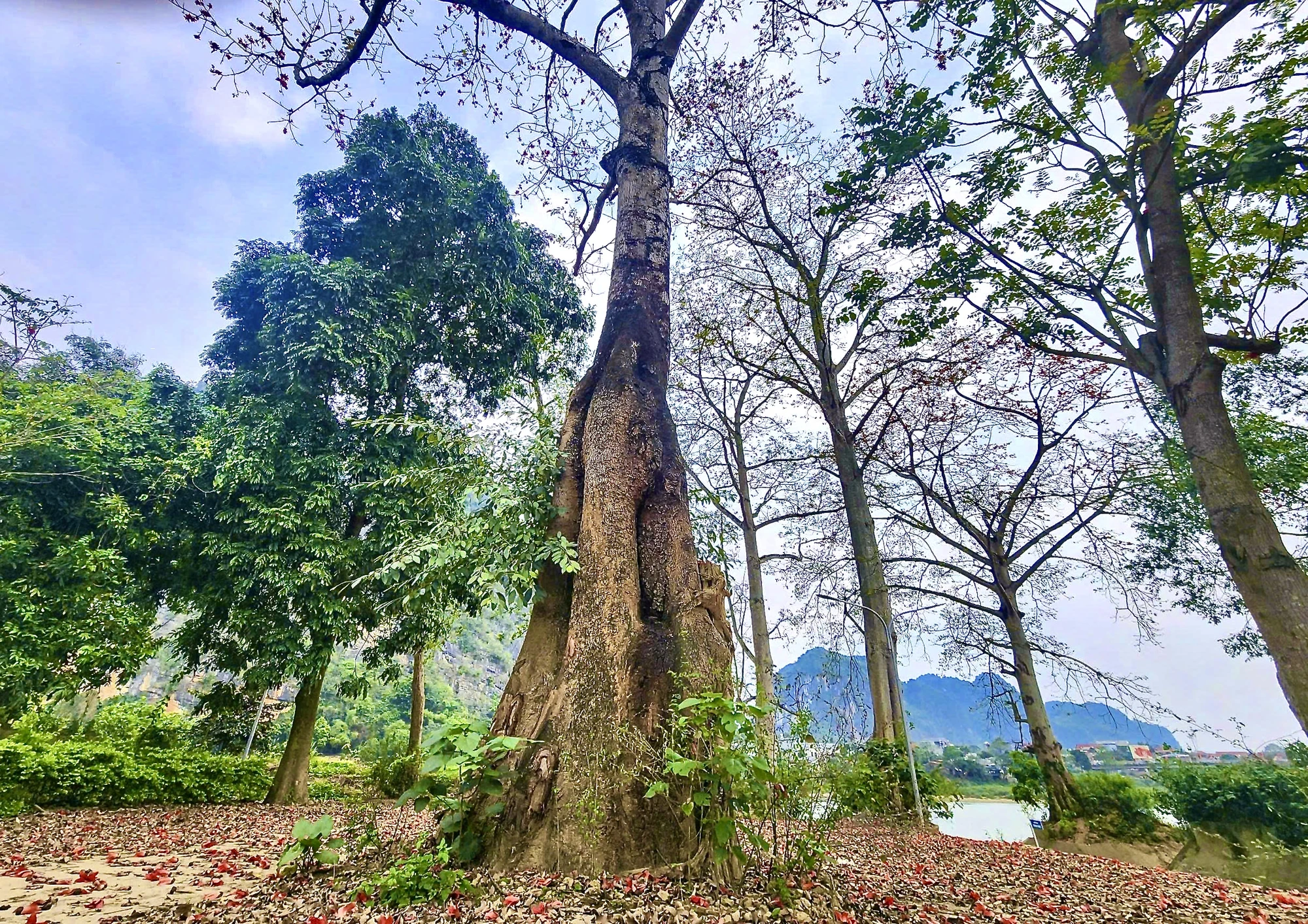 Hoa gạo Thanh Hóa -19 .jpeg.jpeg