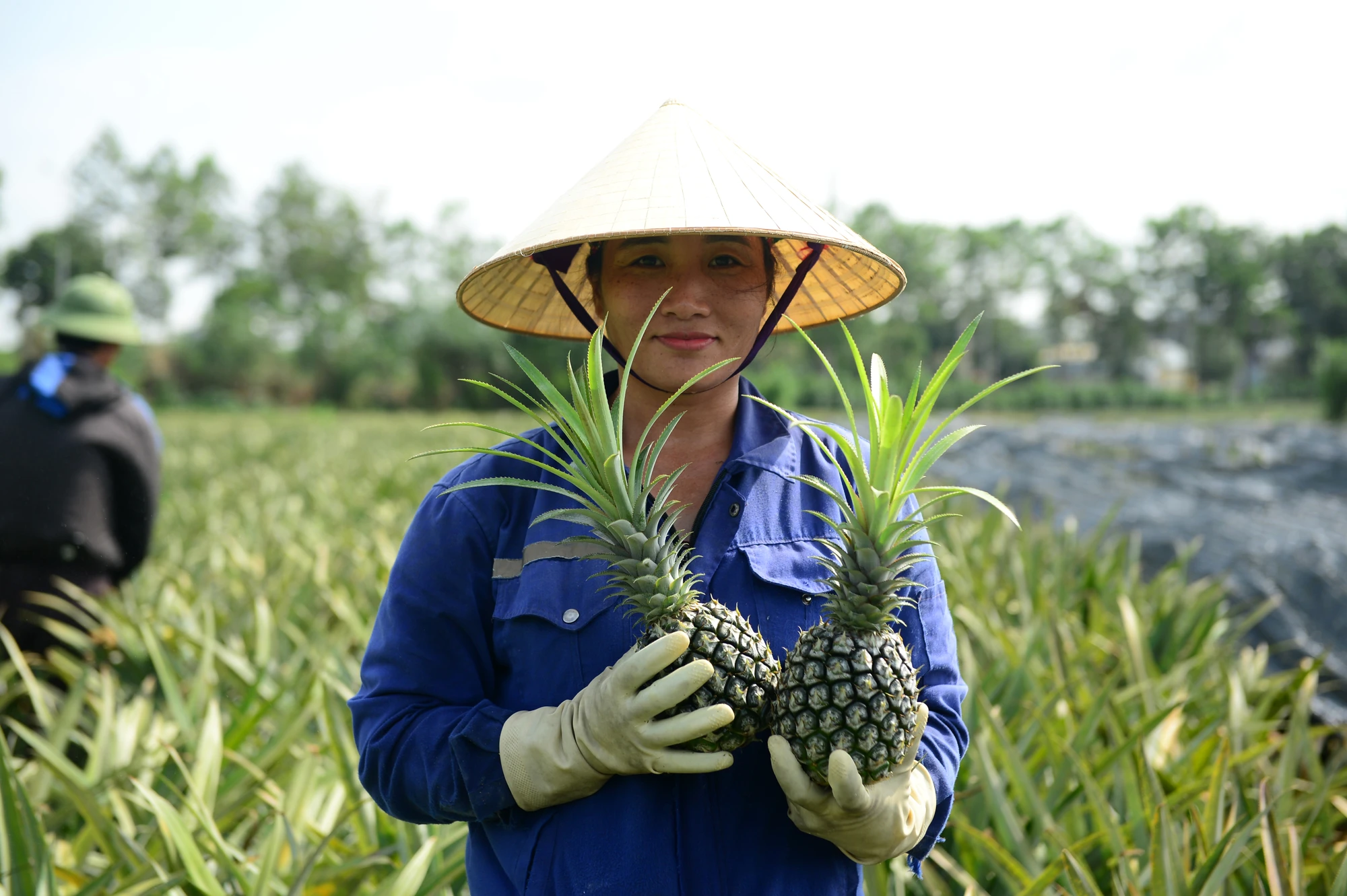 Cận cảnh nông dân xứ Thanh đội nắng thu hoạch dứa trong mùa rớt giá-5.JPG