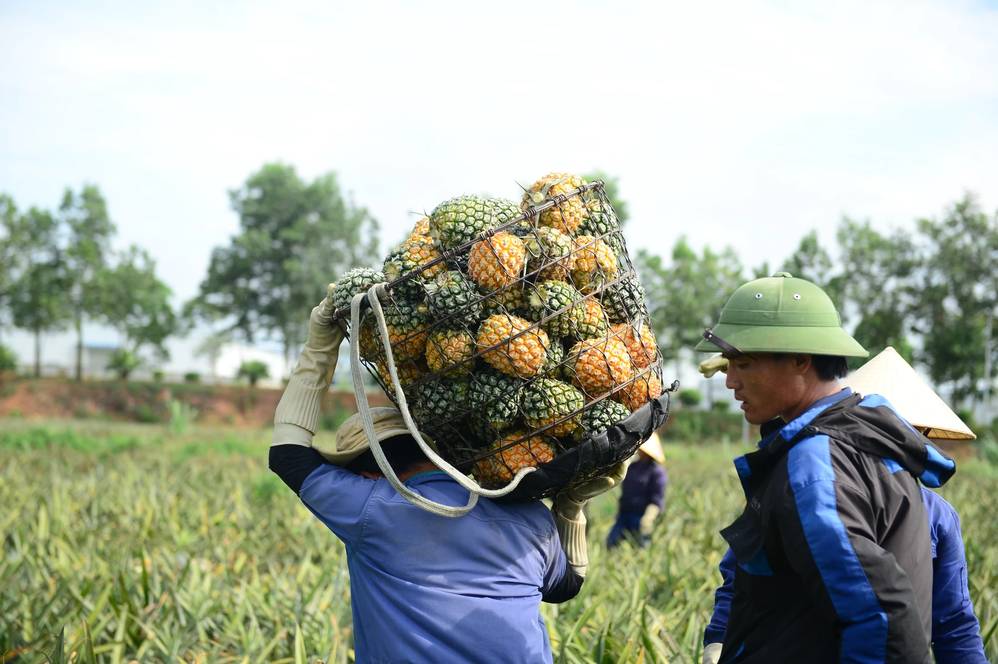 Cận cảnh nông dân xứ Thanh đội nắng thu hoạch dứa mùa rớt giá, giảm sản lượng