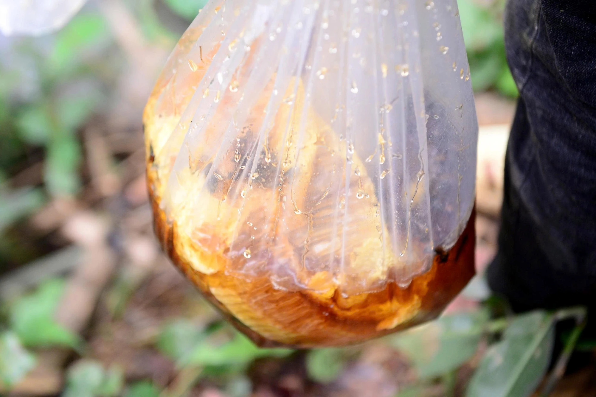 “Thợ săn” ong rừng kiếm tiền triệu mỗi ngày ở đại ngàn miền Tây Thanh Hóa-9.jpg