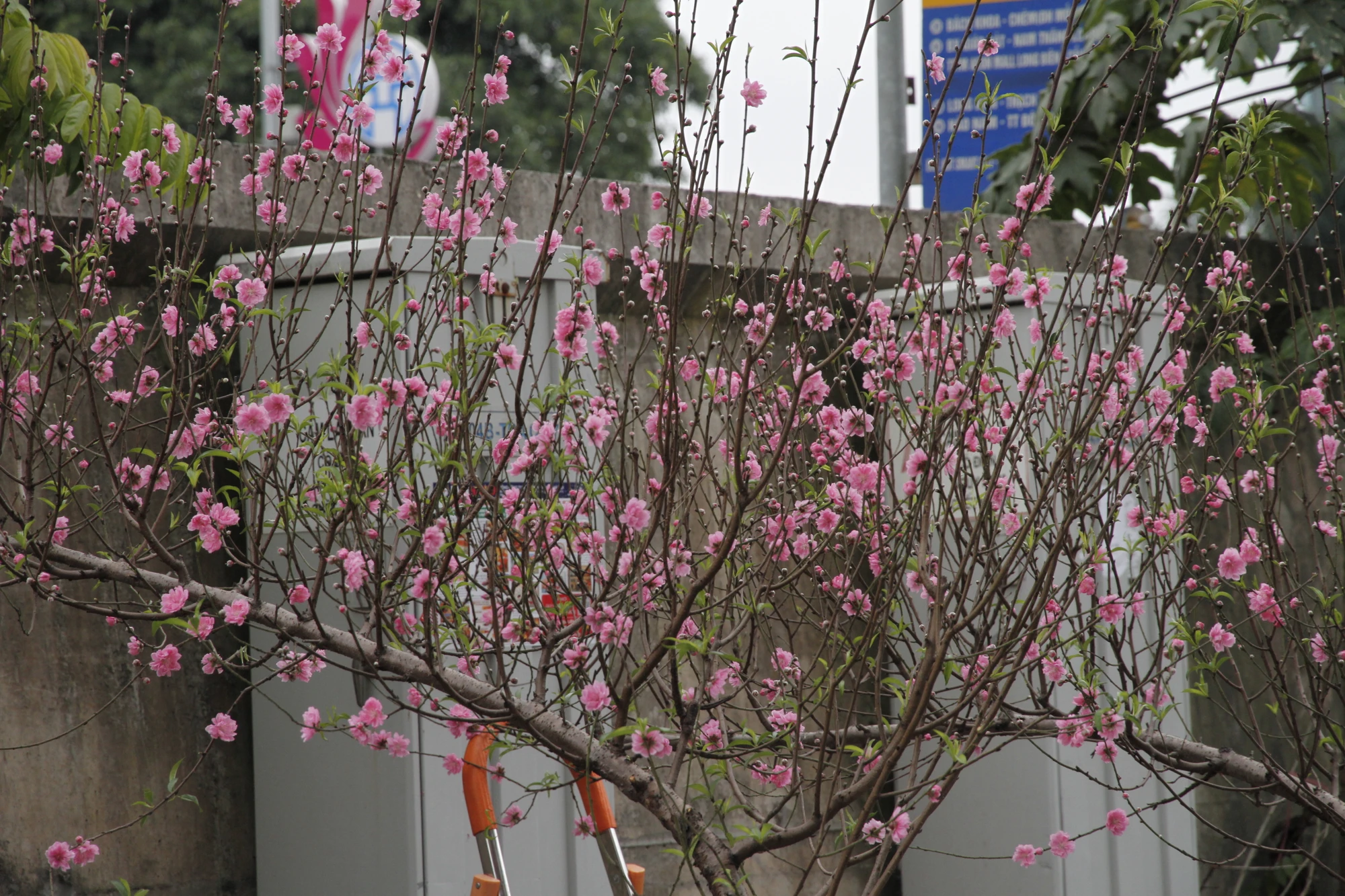 _MG_0242.JPG