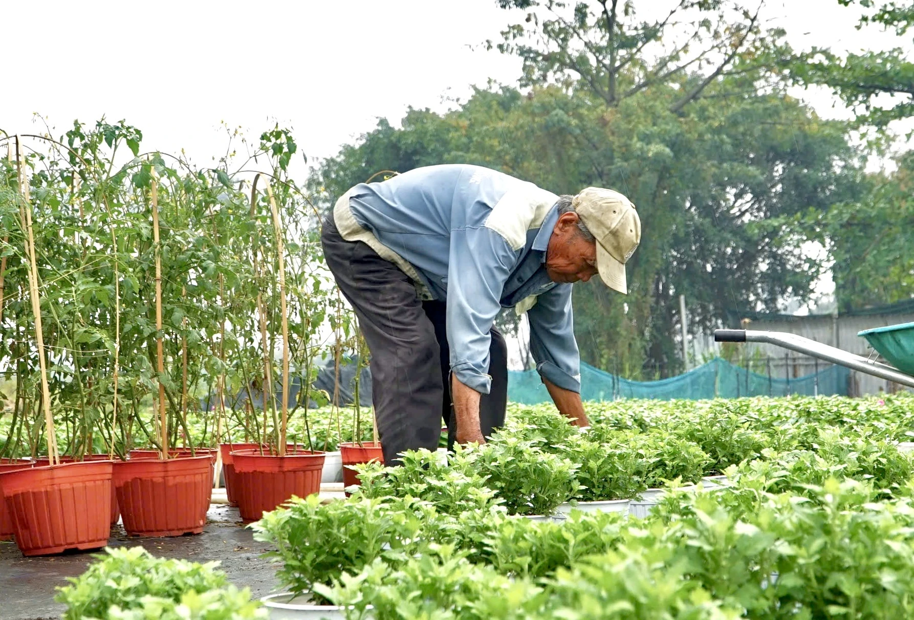 nhà vườn (1).jpg