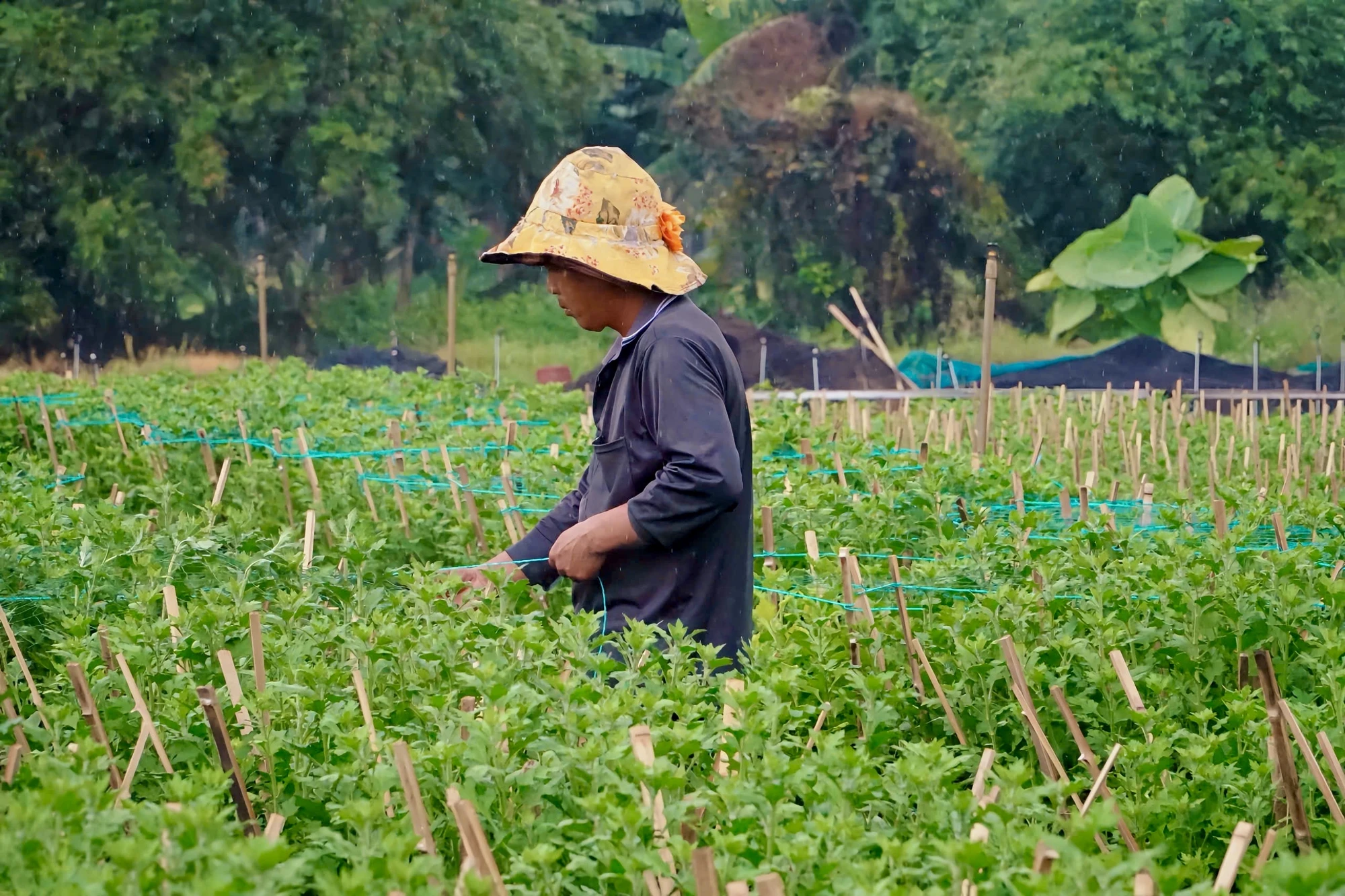 nhà vườn (13).jpg