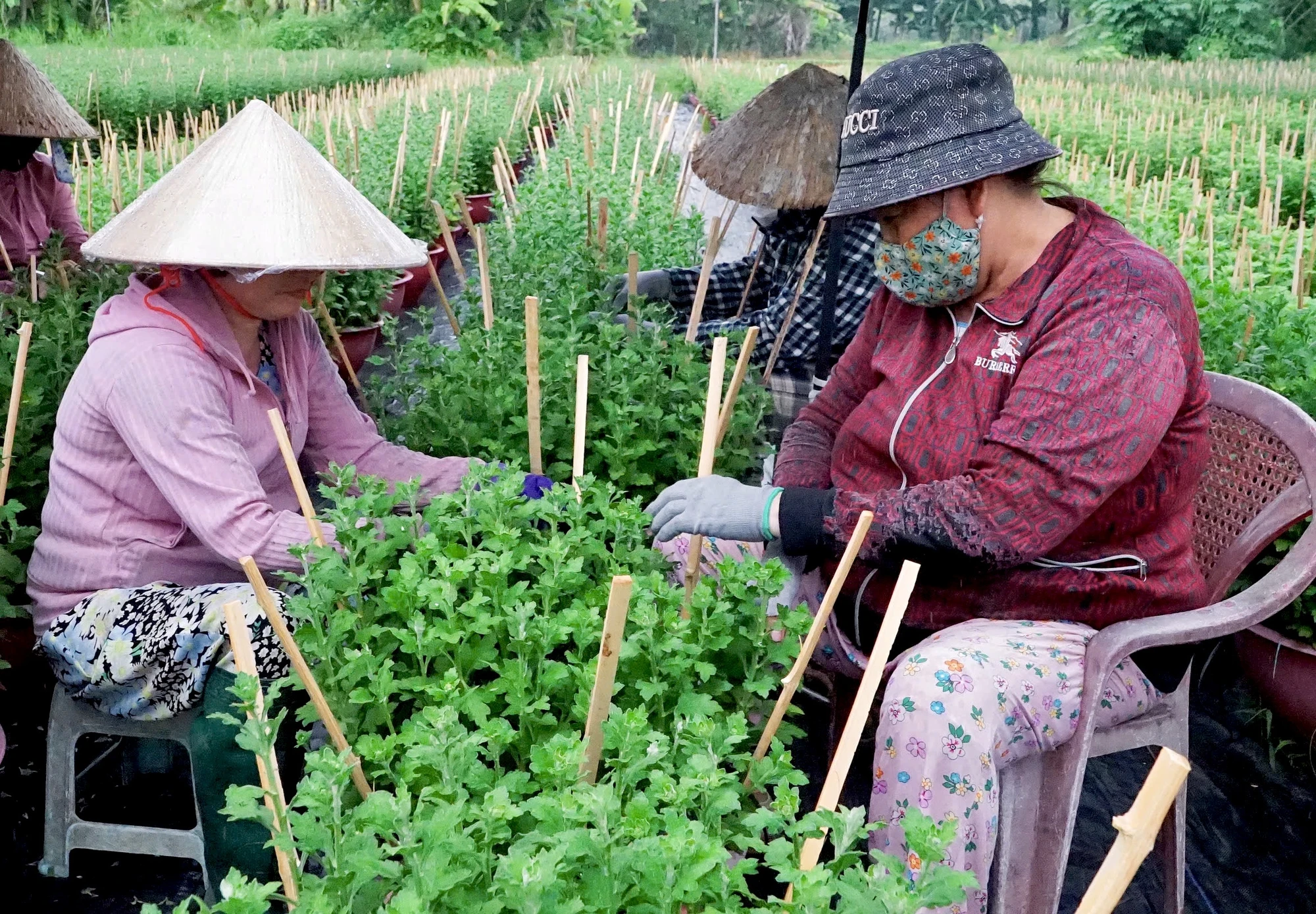 nhà vườn (2).jpg
