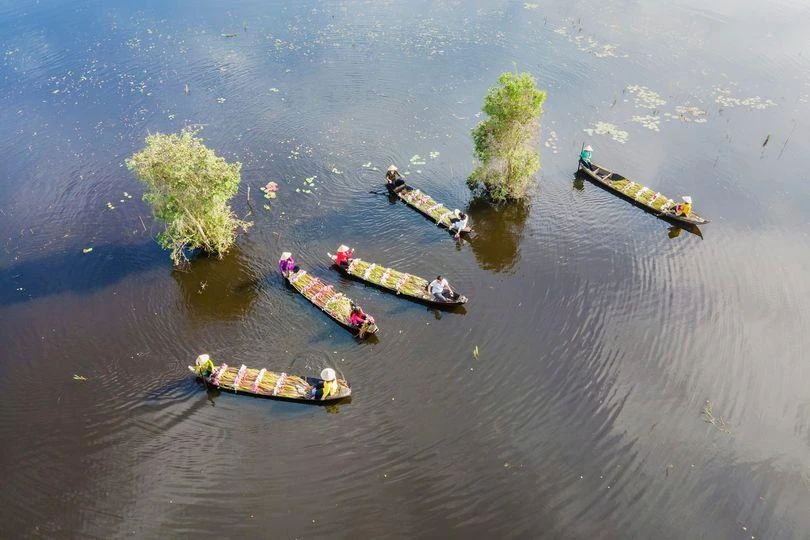Những chiếc xuồng thu hoạch đầy hoa súng.