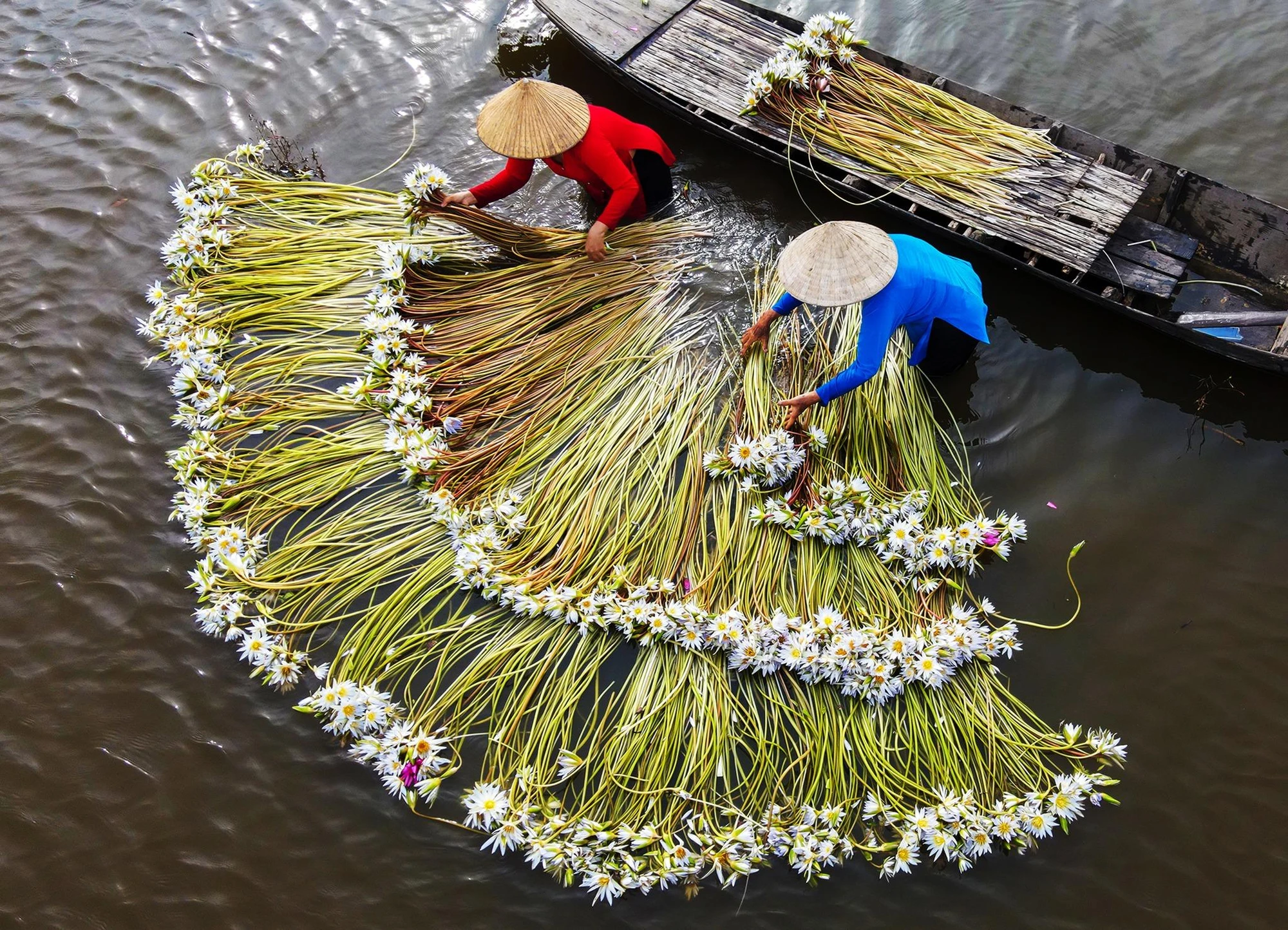 Cánh quạt súng được người dân thu hoạch súng xếp dài trên cánh đồng mùa lũ.