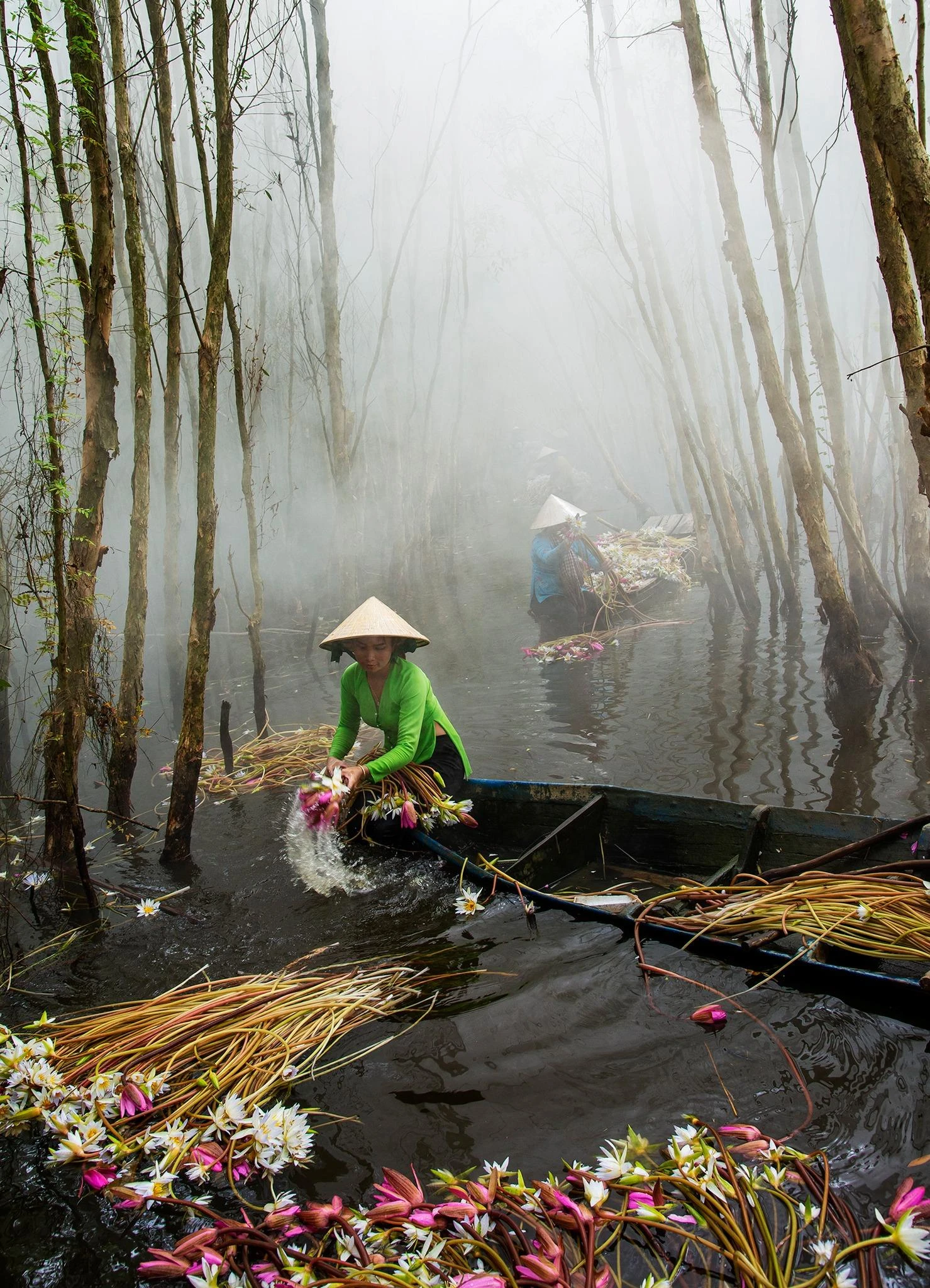 Súng còn mọc len lỏi trong những cây tràm khi mùa nước nổi về.