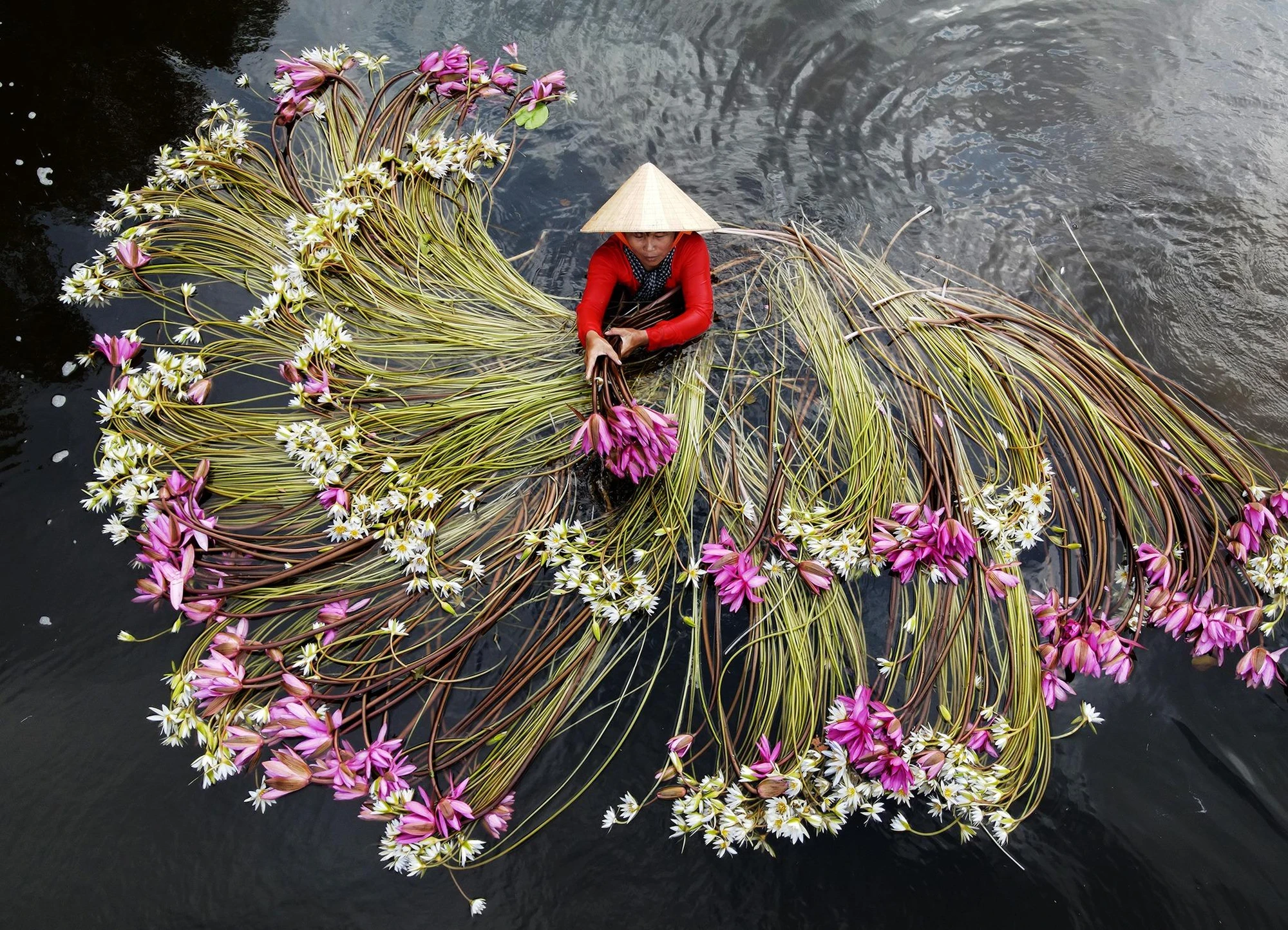 Người dân Long An, thu hoạch súng không chỉ là một công việc mà còn là một thú vui.