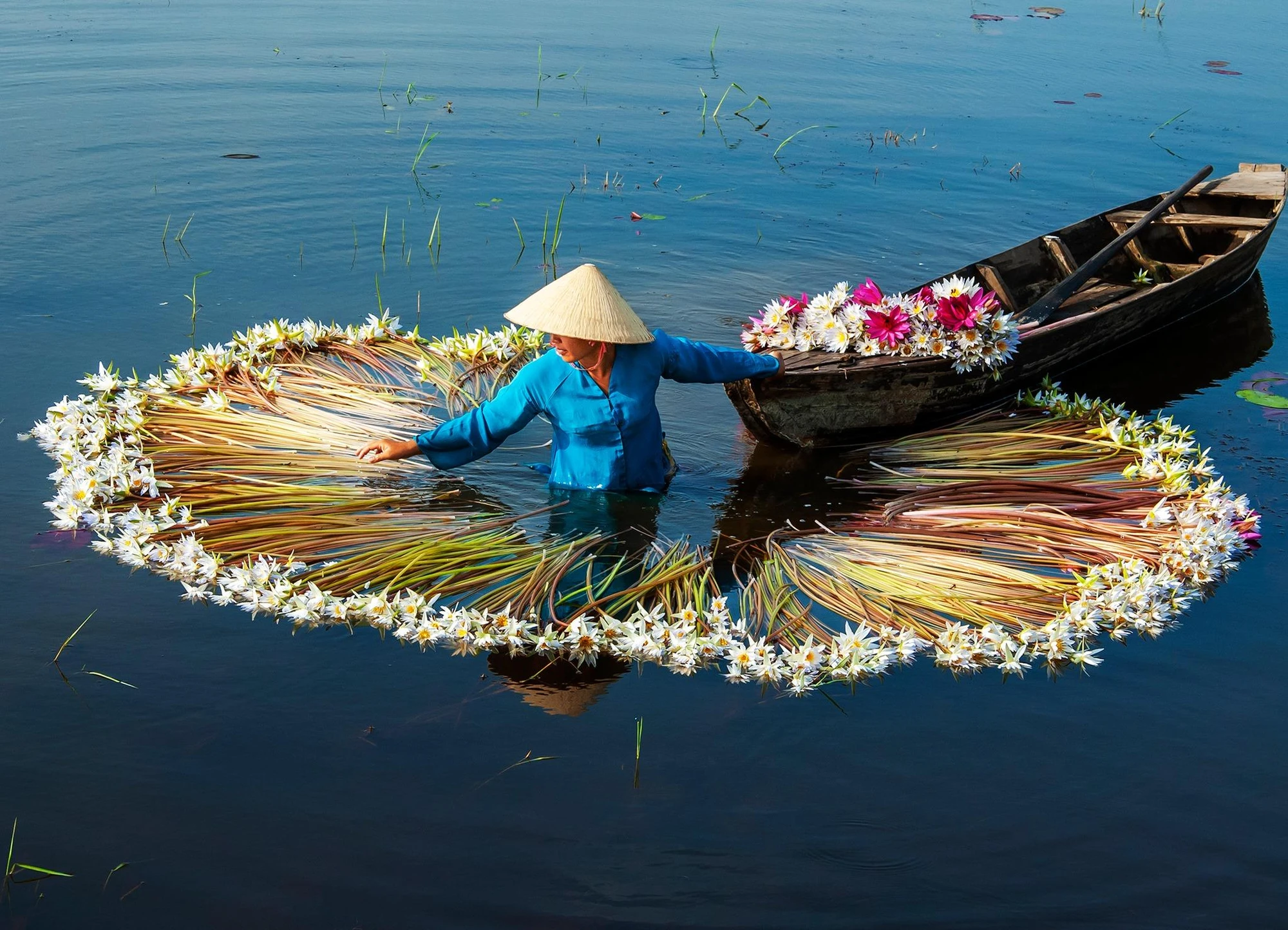 Cùng với nguồn lợi thủy sản, bông súng giúp người dân cải thiện cuộc sống trong mùa nước nổi.