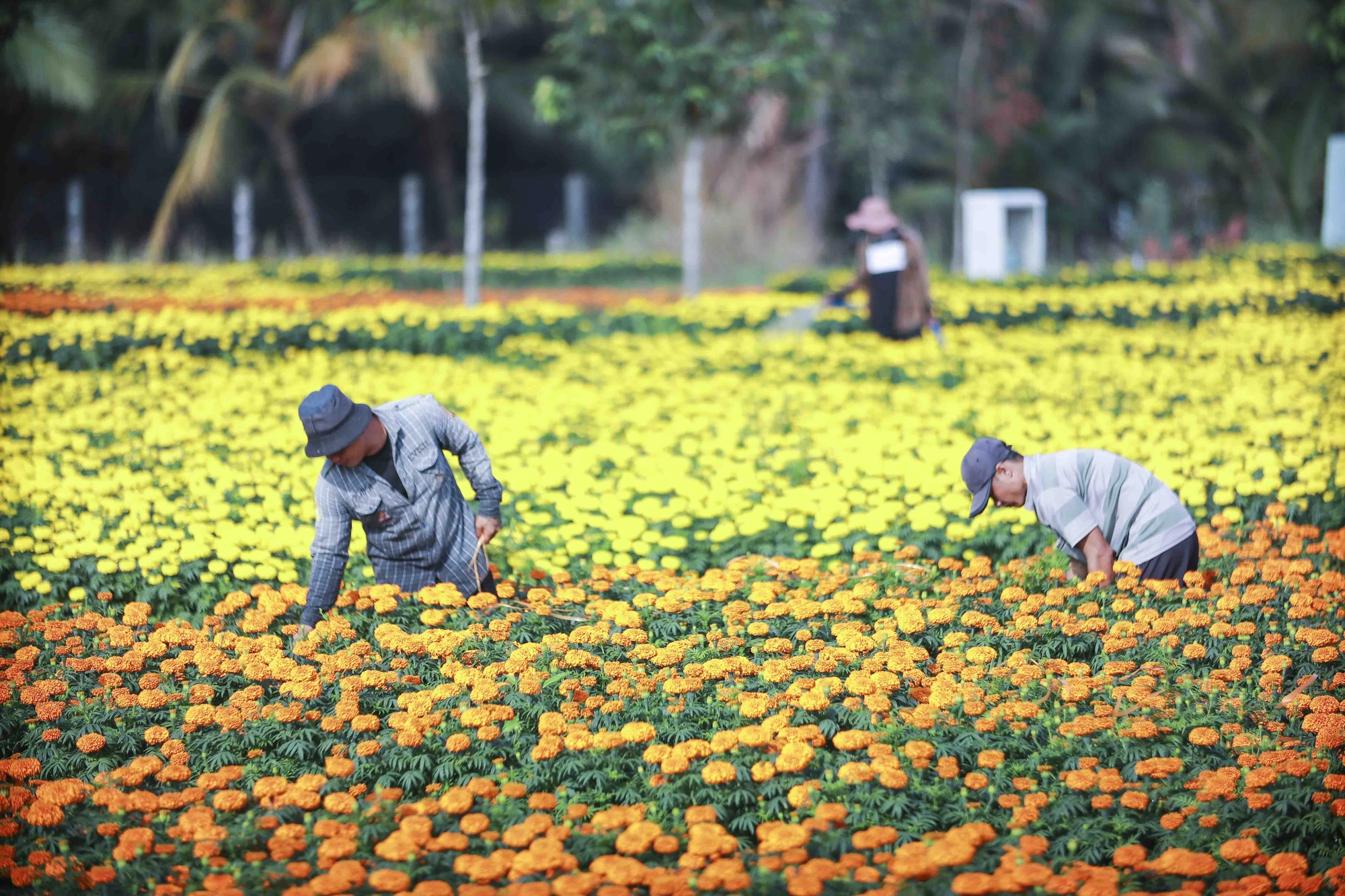 Theo các chủ vườn hoa tại Long An, năm nay giá vật tư, phân bón tăng cao nhưng các nhà vườn vẫn còn đợi giá thị trường nên chưa quyết định giá. hoa vạn thọ thủ thừa long an