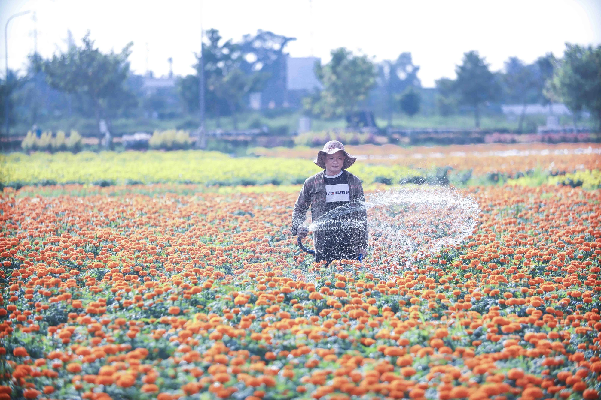 Anh Nguyễn Văn Tâm (huyện Chợ Lách, Bến Tre), được chủ vườn thuê làm công tại Thủ Thừa cho biết, hằng ngày công việc của anh là tưới nước cho hoa hấp thụ và tập trung dinh dưỡng nuôi cây. Đây là công việc thời vụ đòi hỏi sự tỉ mỉ, tưới cho đều tay, hoa nở to thì tưới gốc, hoa nhỏ tưới rộng, bắn giọt nhỏ đều. Người lao động mỗi ngày sẽ làm việc 8 tiếng với thu nhập khoảng 300.000 đồng/ngày. hoa tết thủ thừa long an