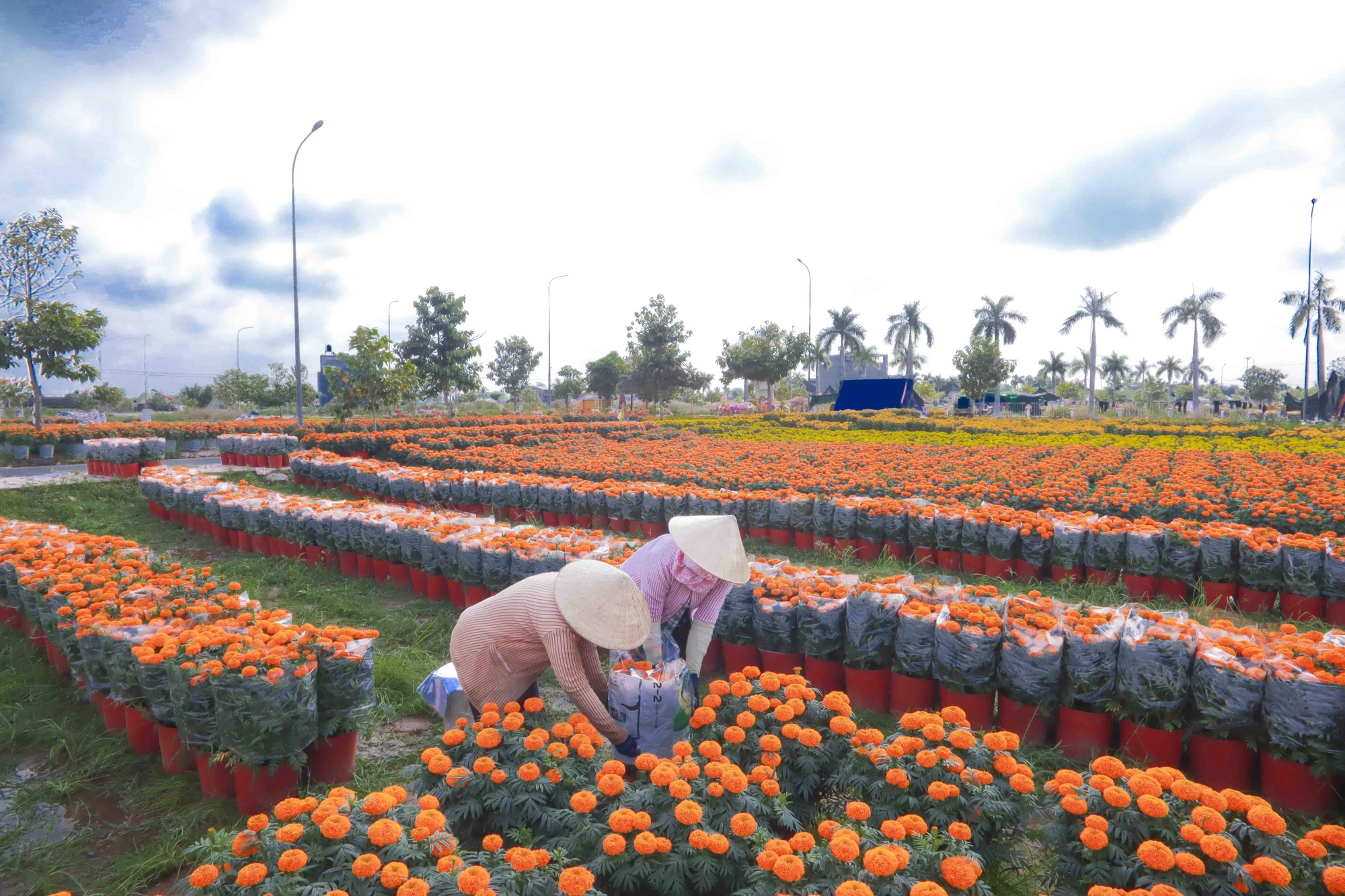 Hoa vạn thọ là một trong những loài hoa được trồng nhiều trong vụ hoa Tết này. Tại vườn hoa ở Thủ Thừa, hoa vạn thọ có giá từ 150 -200 nghìn đồng cặp. hoa vạn thọ long an