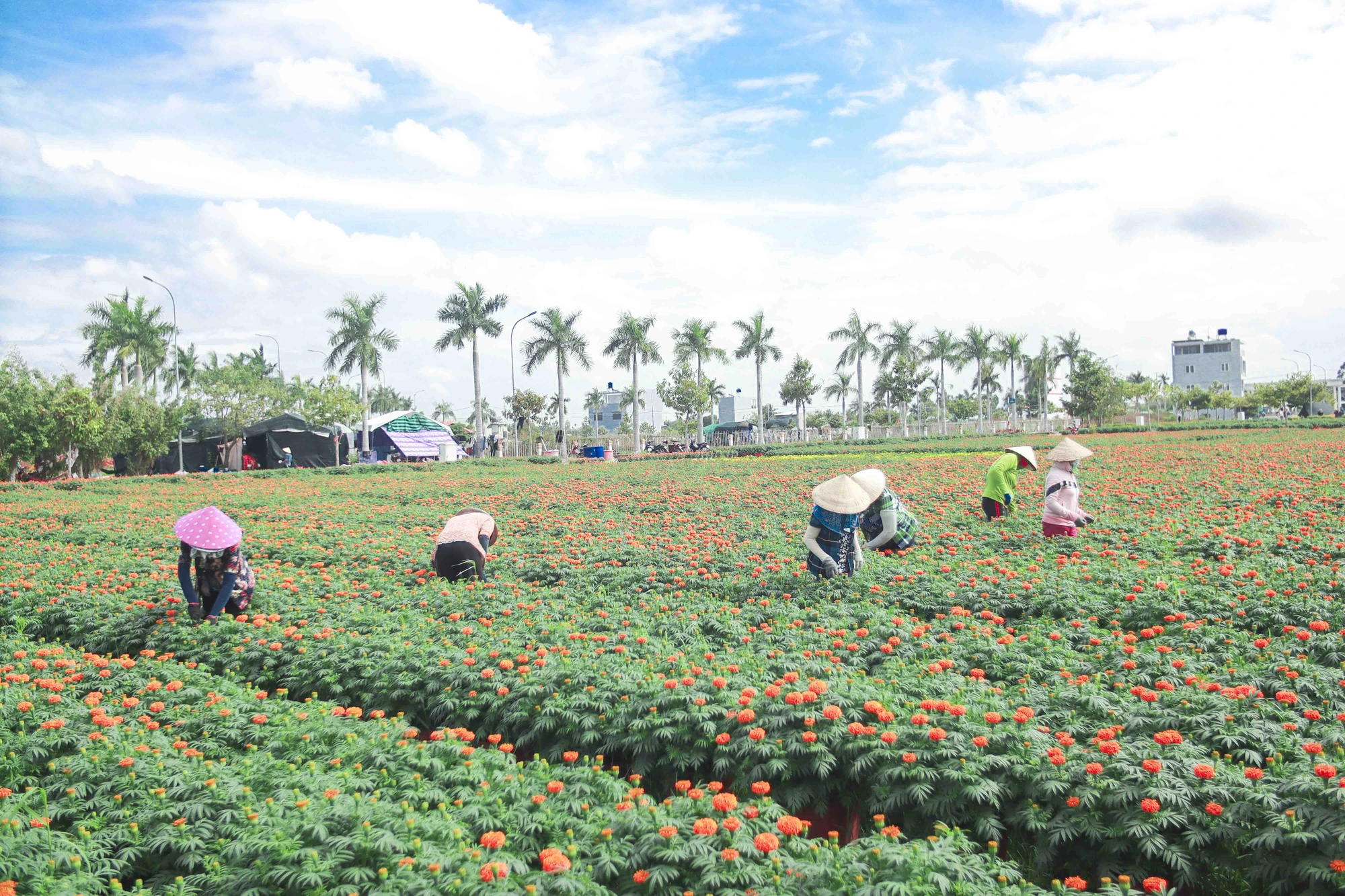 Những ngày này, mỗi vườn hoa sẽ có hàng chục nhân công chăm sóc hoa để hoa kịp giao hàng cho khách. hoa tết thủ thừa long an