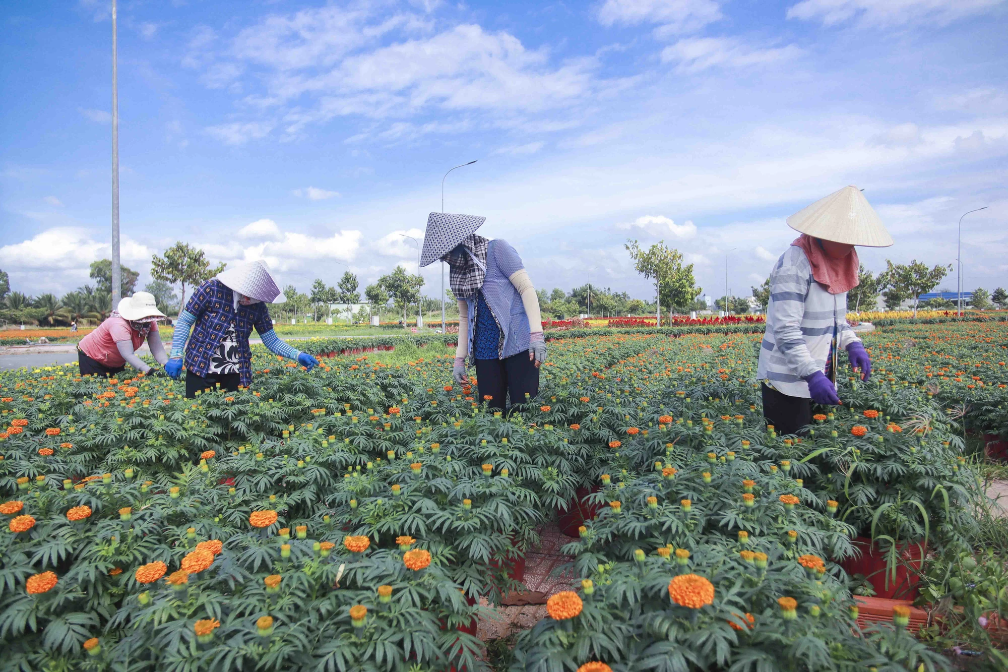 Công việc ngắt nụ thường được các nữ nhân công làm vì công việc này đòi hỏi khéo léo. Các nụ hoa đều phải được ngắt bằng tay để tránh hỏng những nụ chính, giúp hoa nở đều, đẹp. hoa tết thủ thừa long an
