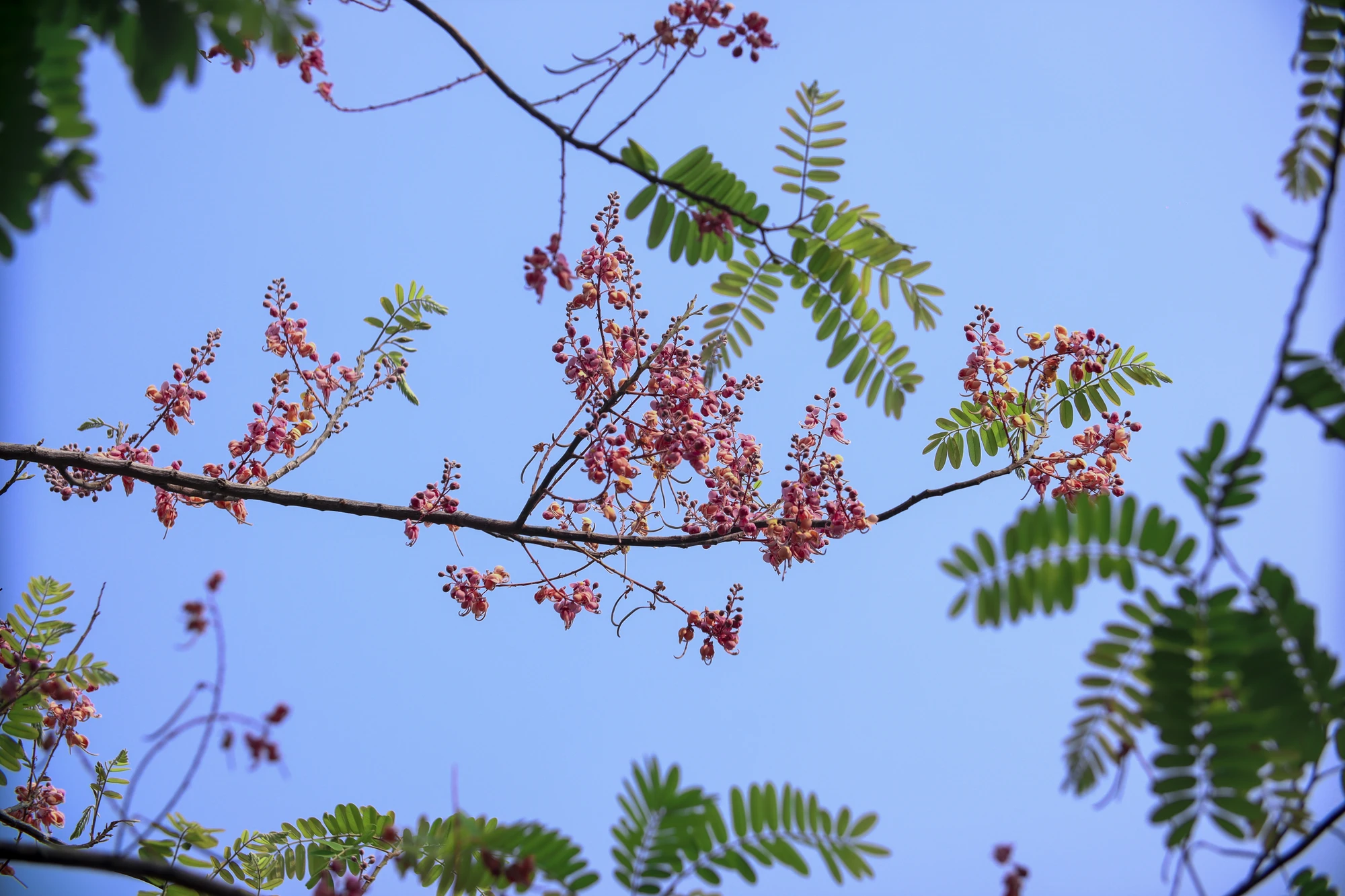 Với cuộc sống bộn bề những lo toan, cần lắm những phút giây tĩnh lặng để hòa mình vào thiên nhiên, hoa ô môi vẫn có một nét đẹp riêng để thu hút những con người bình dị trở về với thôn quê. Với cuộc sống bộn bề những lo toan, cần lắm những phút giây tĩnh lặng để hòa mình vào thiên nhiên, hoa ô môi vẫn có một nét đẹp riêng để thu hút những con người bình dị trở về với thôn quê.