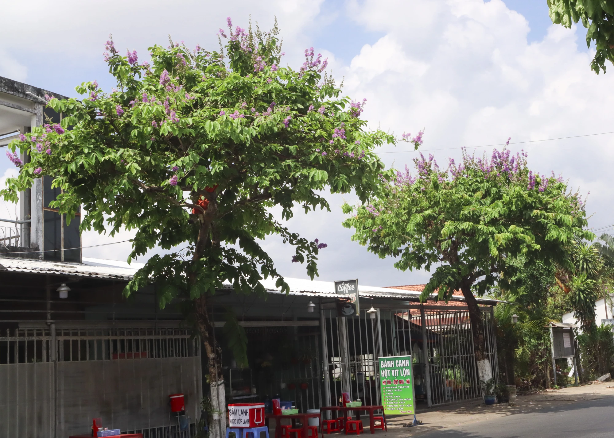 Đây là loại cây thân gỗ, thẳng, phân nhánh nhiều ở trên cao, tán khá rộng. Đây là loại cây thân gỗ, thẳng, phân nhánh nhiều ở trên cao, tán khá rộng.