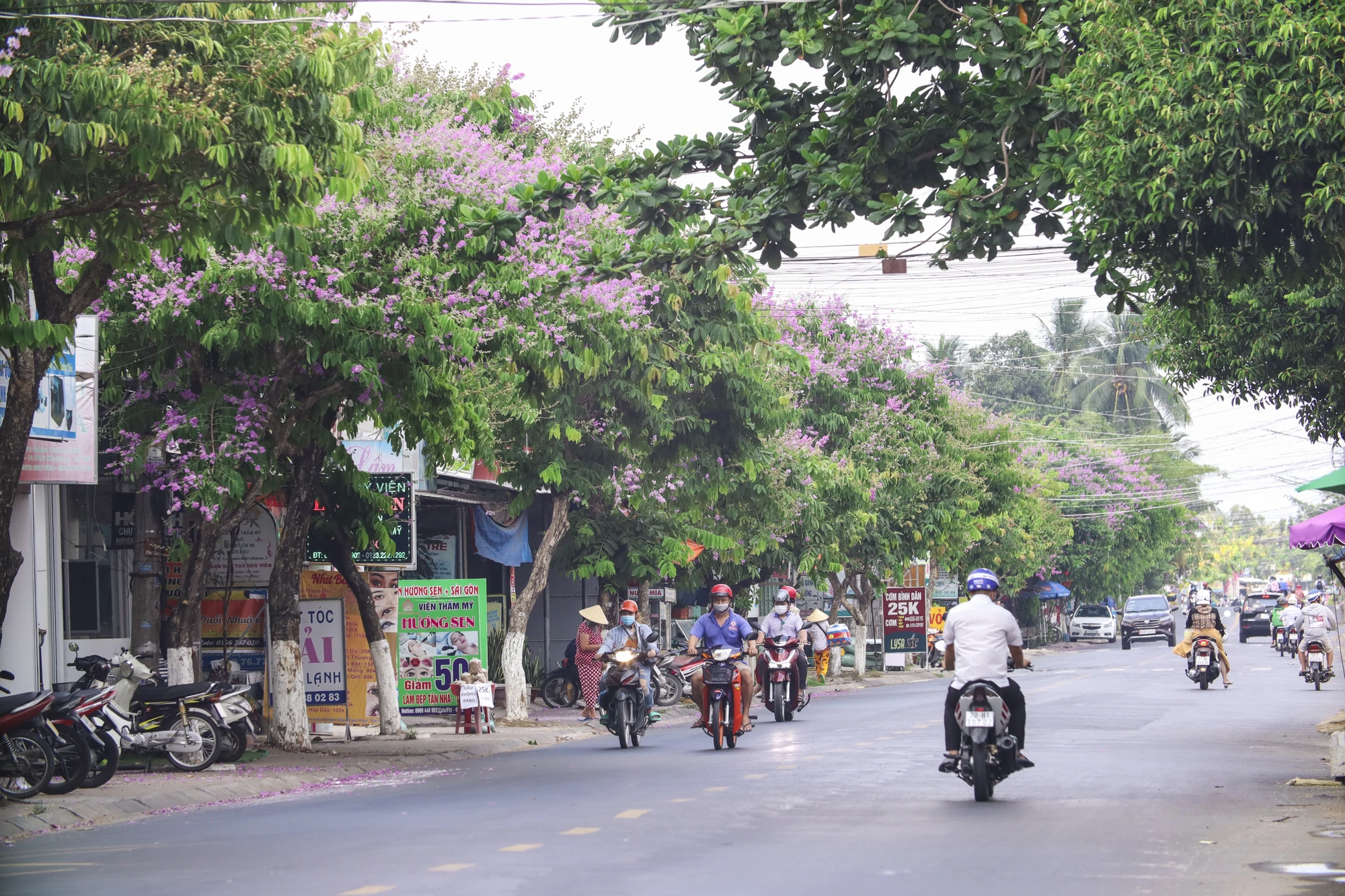 Hoa bằng lăng có nguồn gốc Nam Á nhưng hiện đã có mặt khắp Đông Nam Á. Bằng lăng ban đầu được trồng để làm cảnh quan đô thị và để tạo bóng mát trên các đường phố của các tỉnh, thành ở Việt Nam. Hoa bằng lăng có nguồn gốc Nam Á nhưng hiện đã có mặt khắp Đông Nam Á. Bằng lăng ban đầu được trồng để làm cảnh quan đô thị và để tạo bóng mát trên các đường phố của các tỉnh, thành ở Việt Nam.