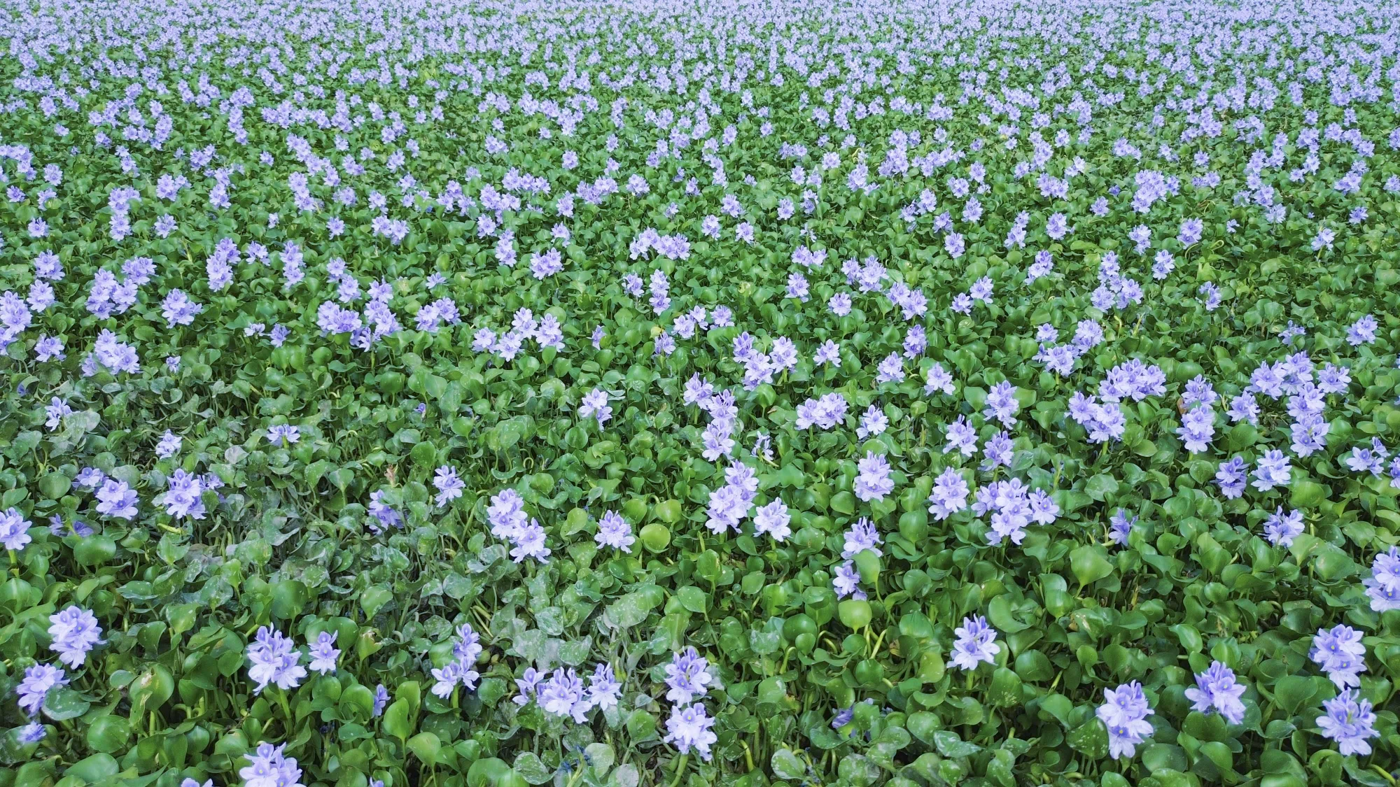 cánh đồng hoa lục bình.JPG