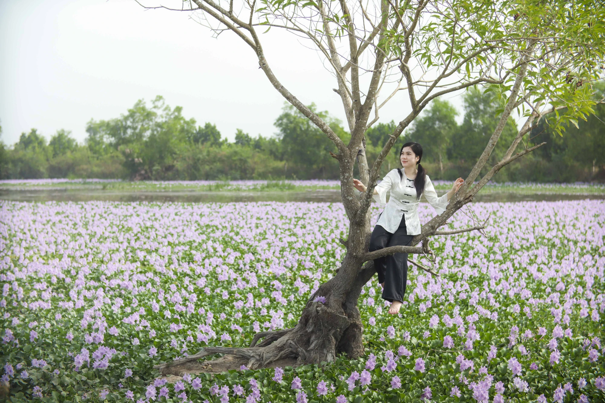 cánh đồng hoa lục bình.JPG
