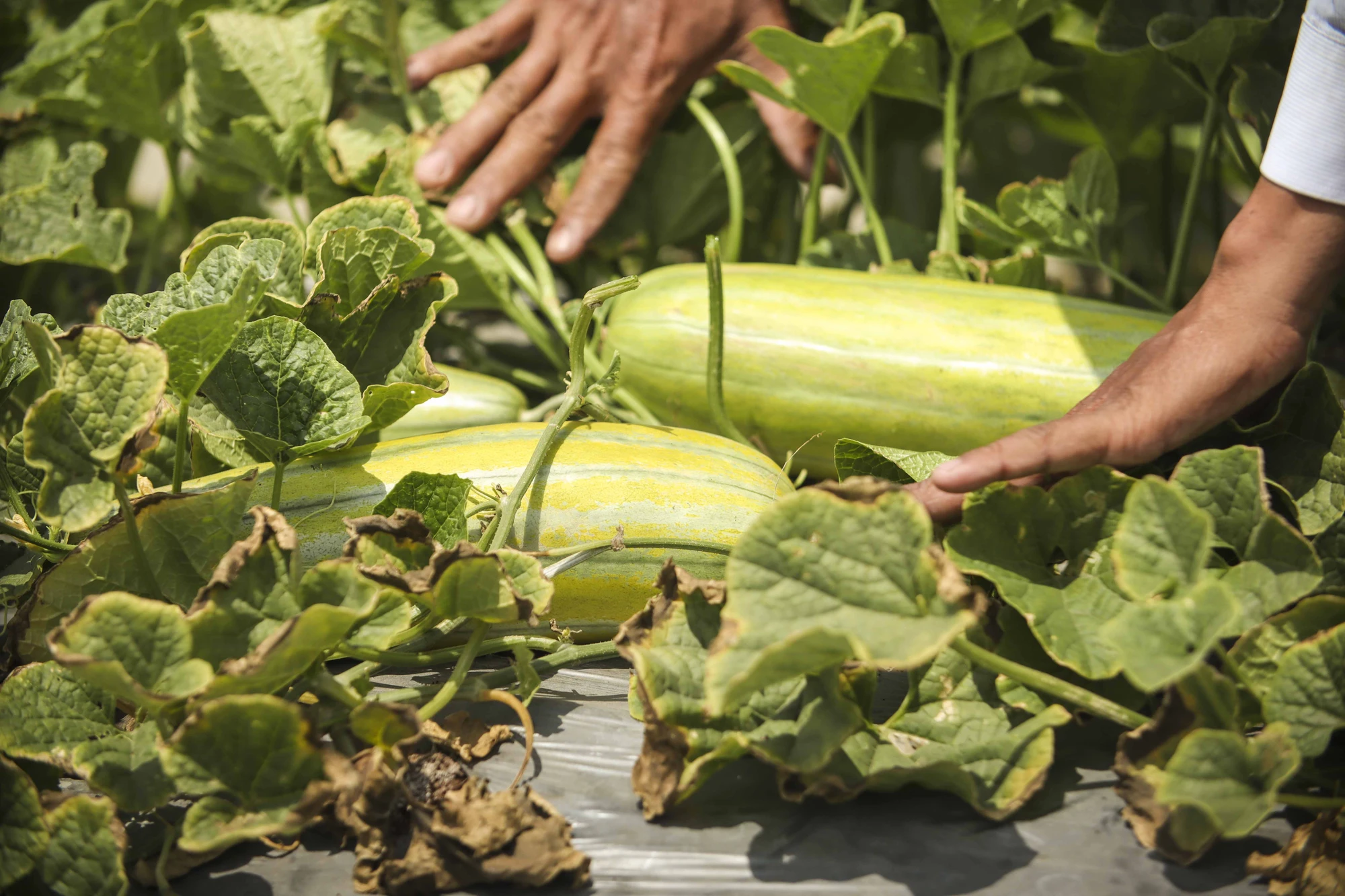 dưa gang_8.JPG