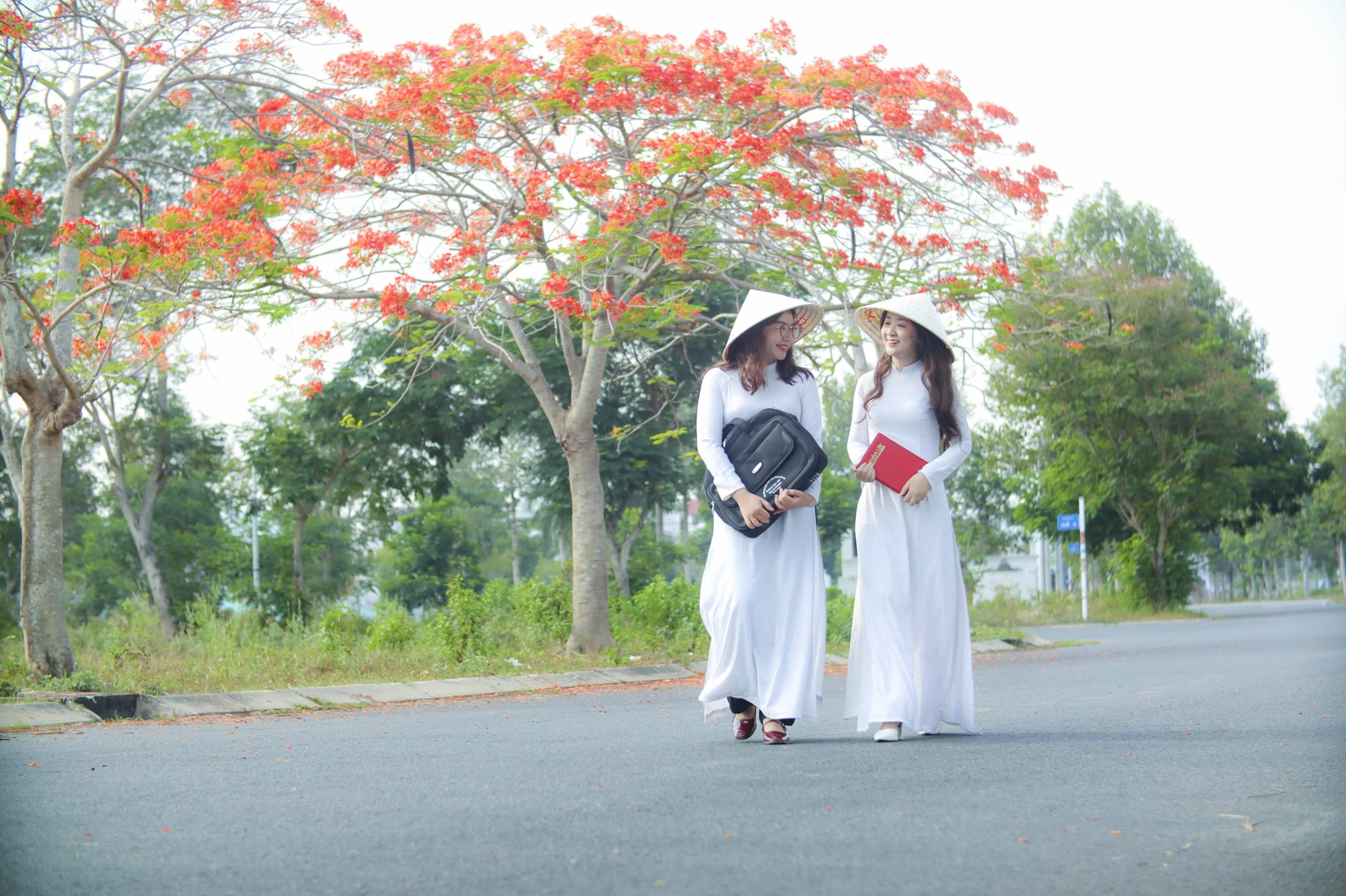 hoa phượng (16).JPG