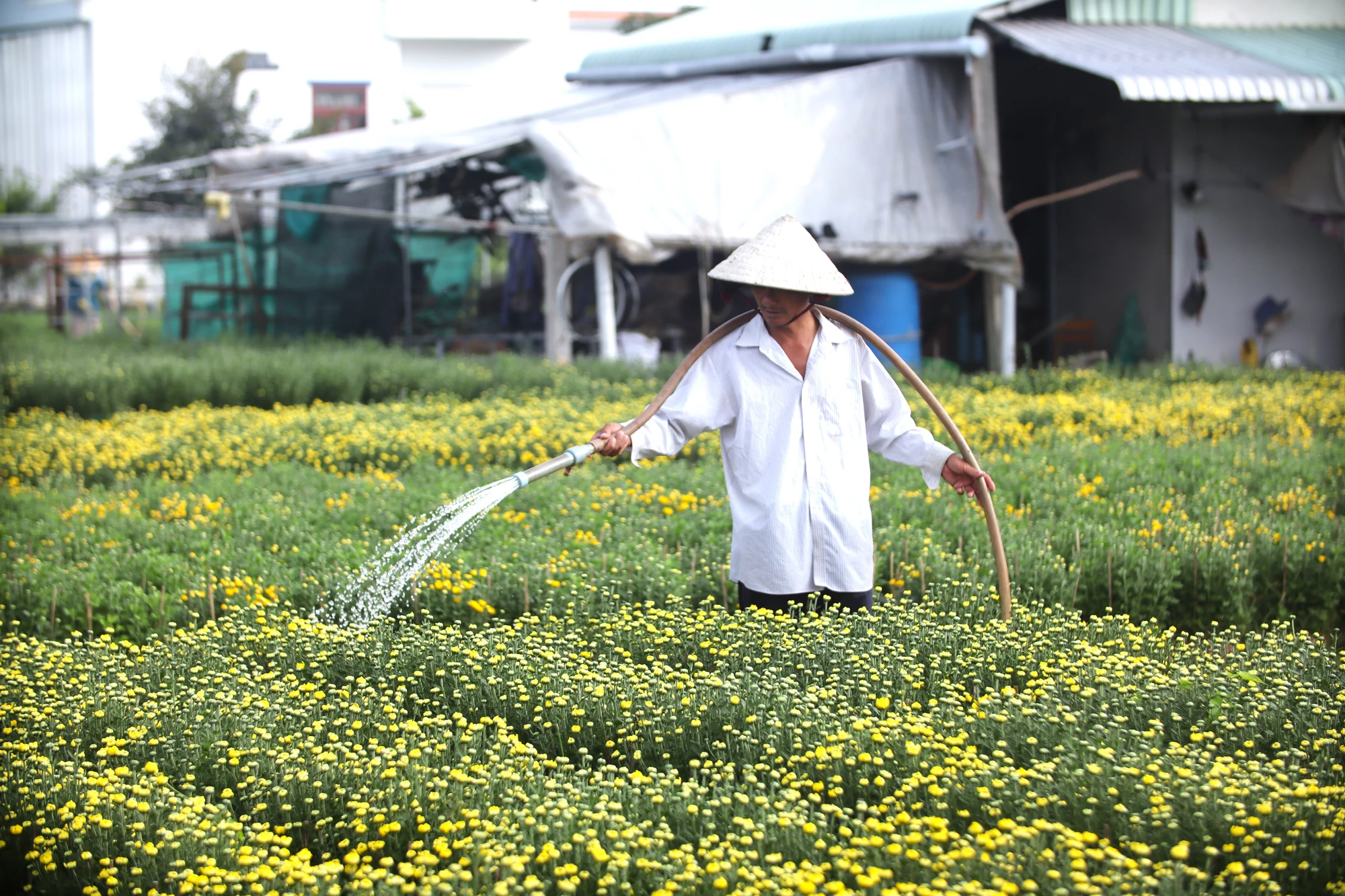 Làng Hoa Mỹ Phong 7.JPG