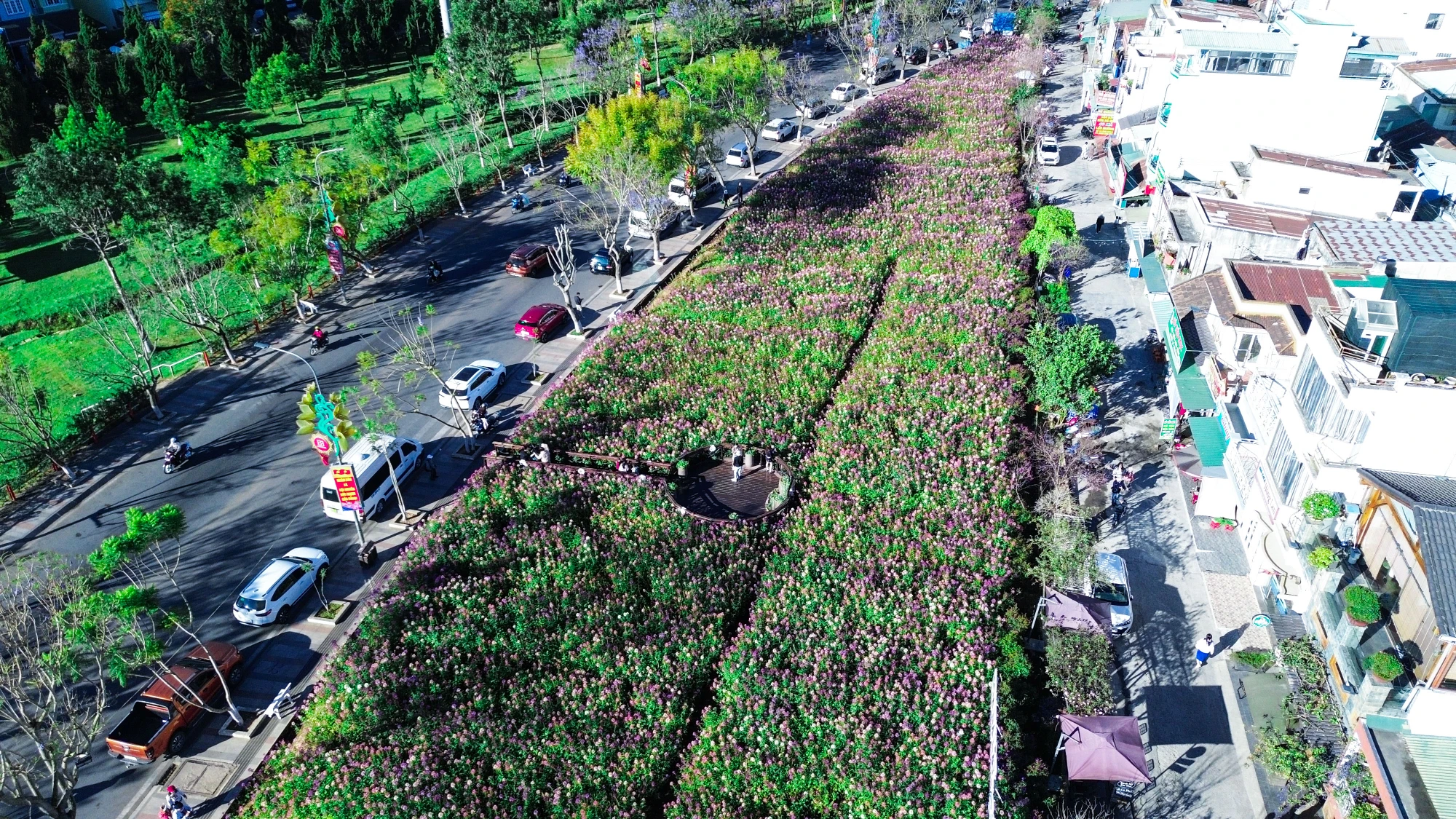 hoa túy điệp_10.jpg