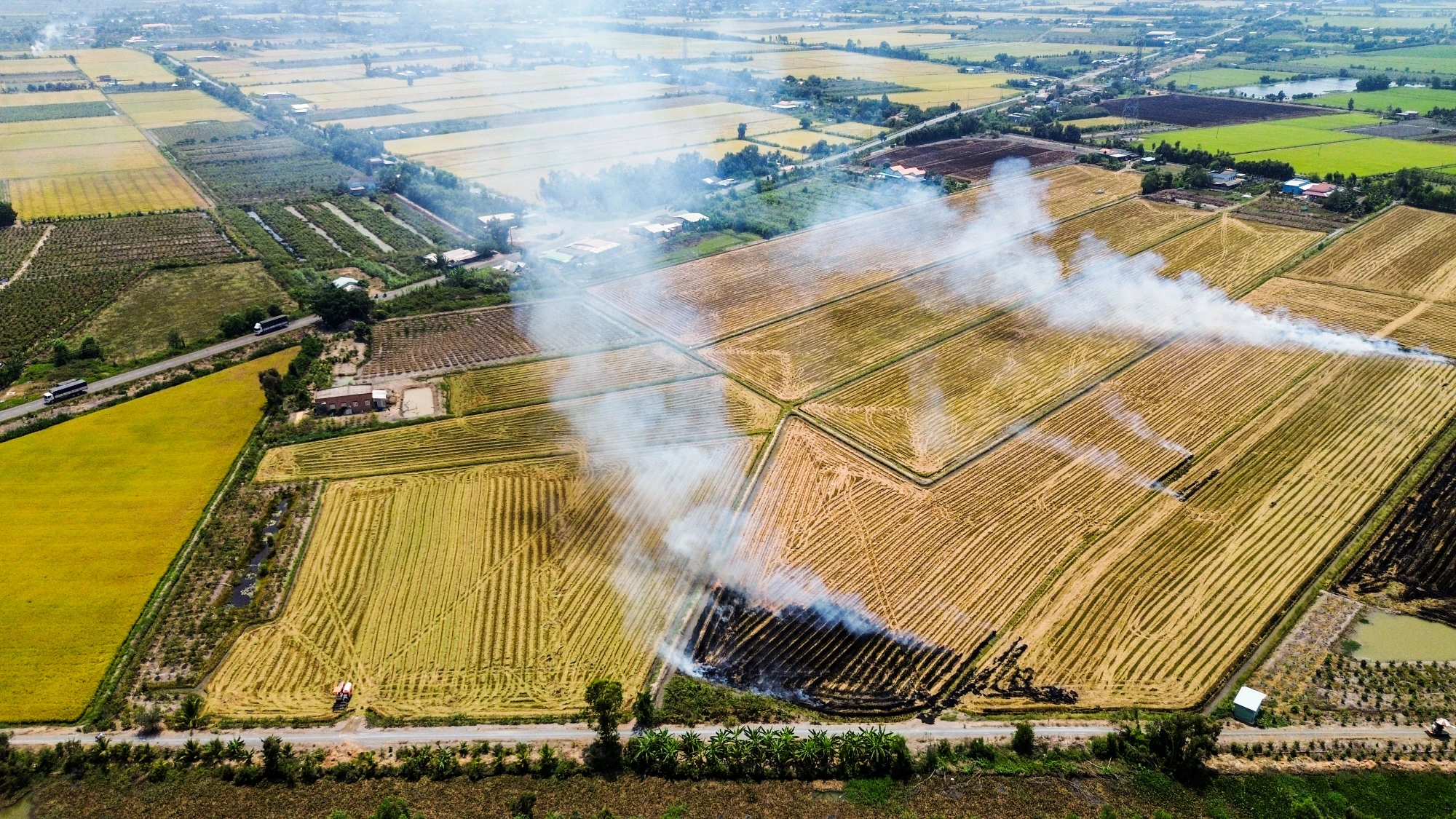 cánh đồng lúa (5).jpg