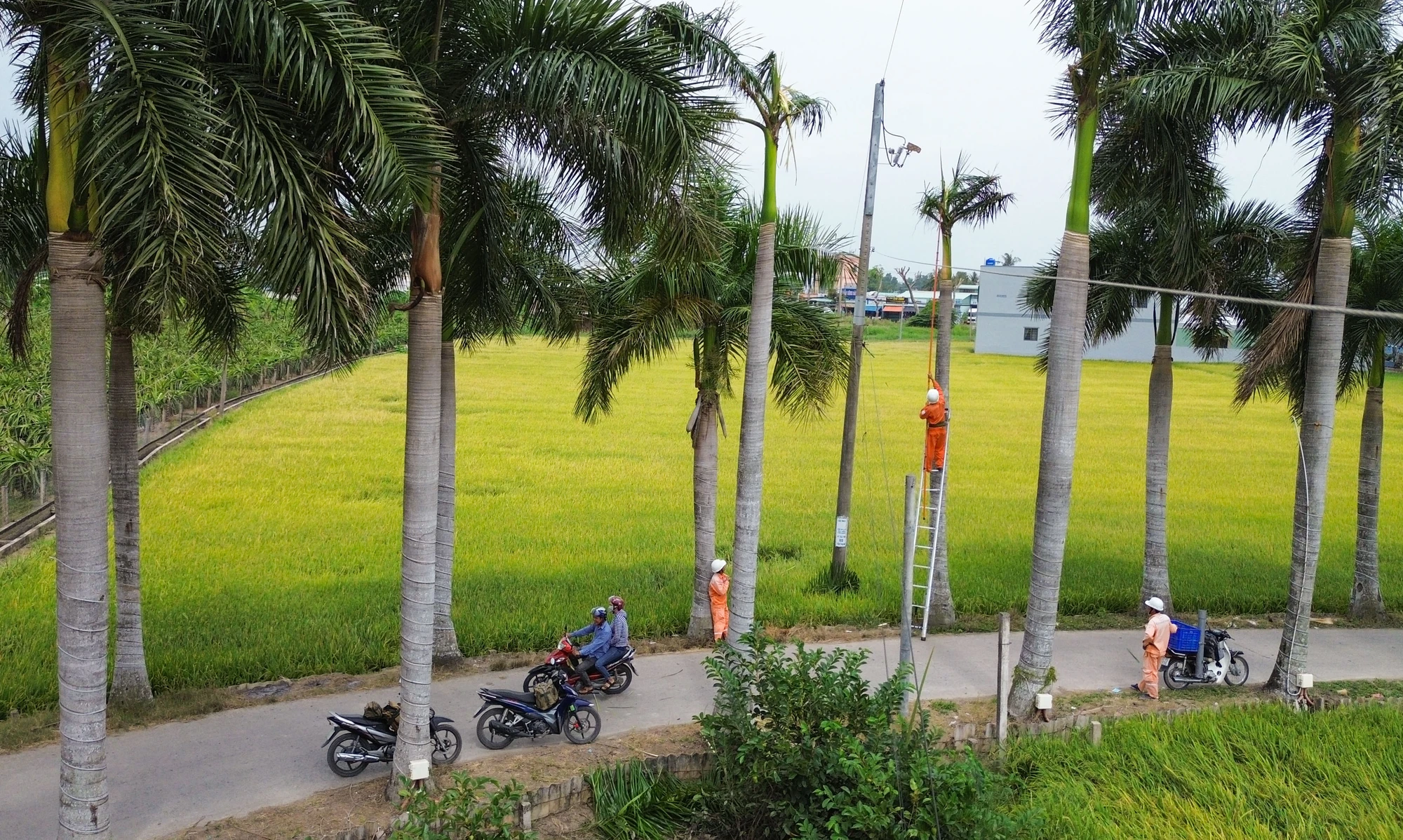 hàng cau vua Long An (12).jpg