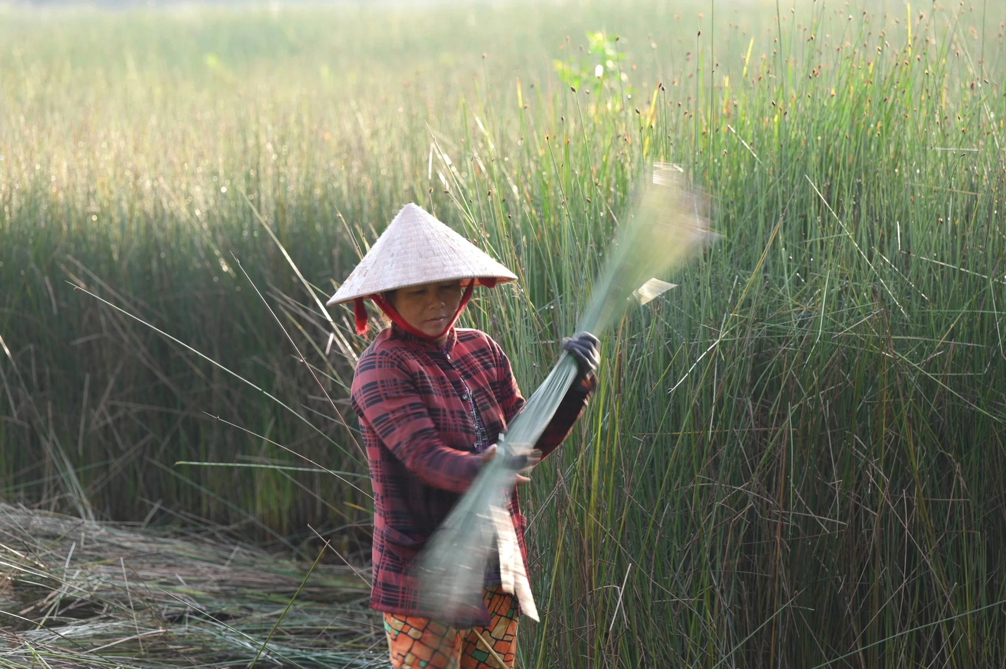 cỏ bàng 2.jpg