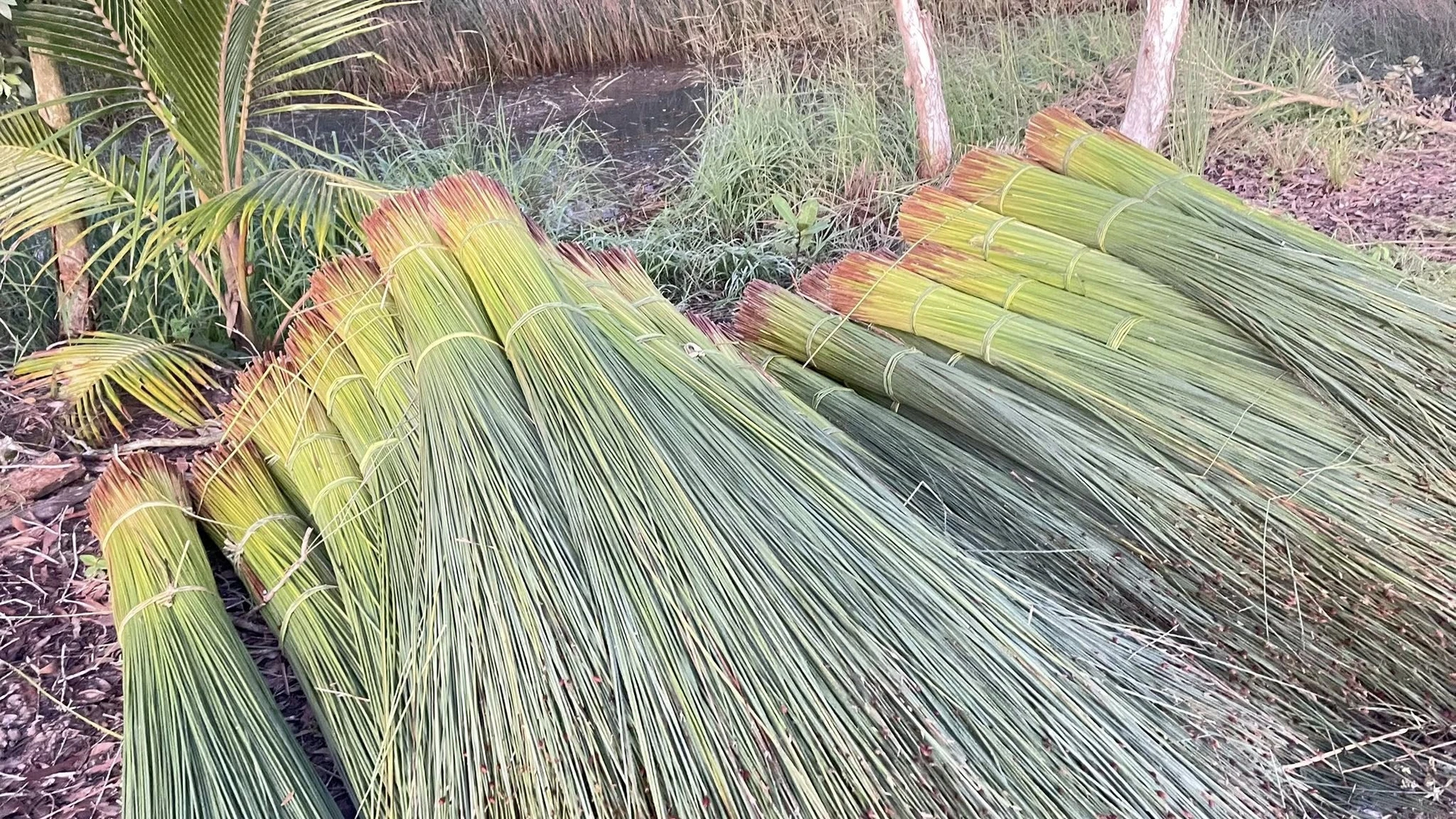 thu hoạch cỏ bàng 1.jpg
