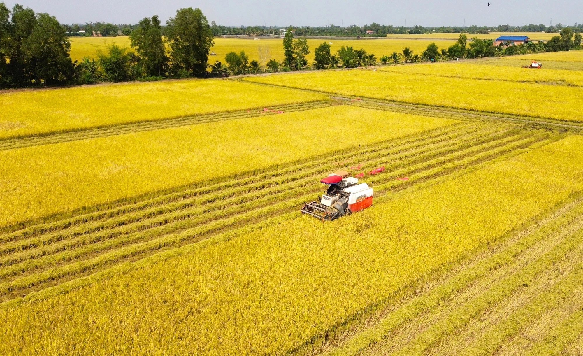 thu hoạch lúa 10.JPG