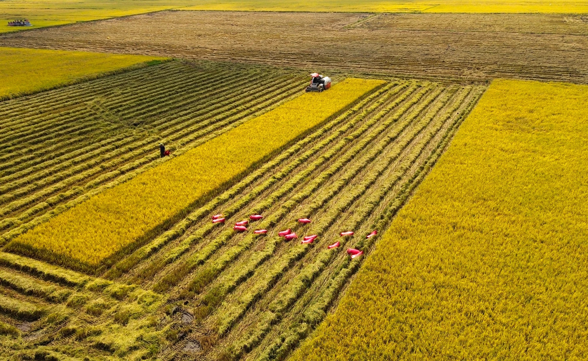 Lúa đang vào mùa thu hoạch nên gần như các thửa ruộng đều được phủ màu vàng óng. thu hoạch lúa 11.JPG