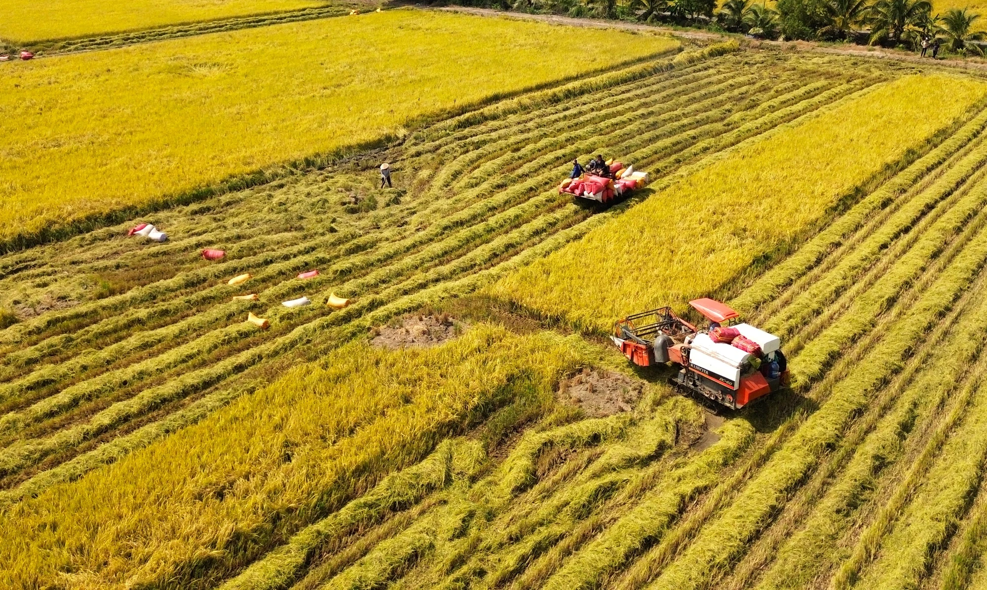 Việc cơ giới hóa được áp dụng đồng bộ giúp giảm công lao động, rút ngắn thời gian thu hoạch và hạn chế thất thoát sau thu hoạch. thu hoạch lúa 13.JPG