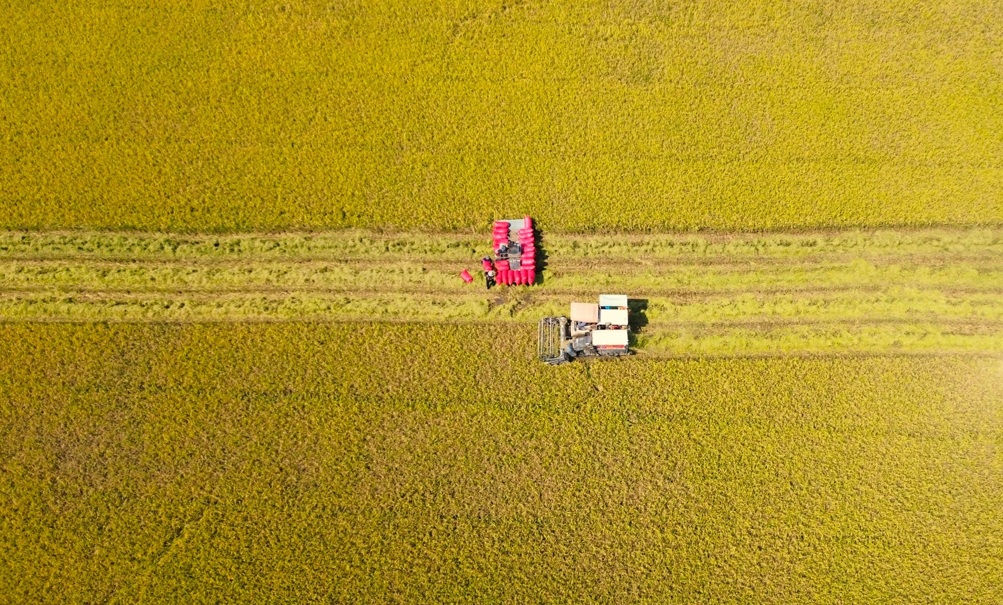 thu hoạch lúa 14.JPG