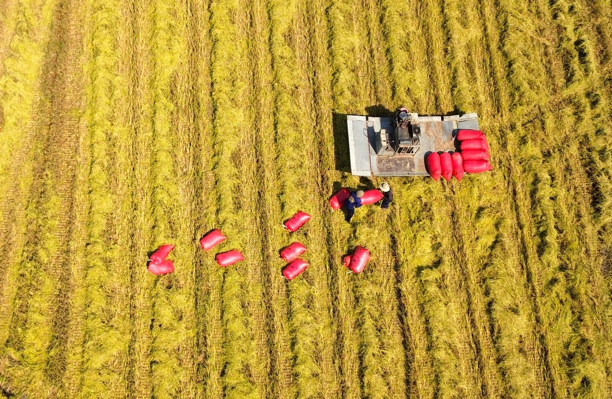 thu hoạch lúa 6.JPG