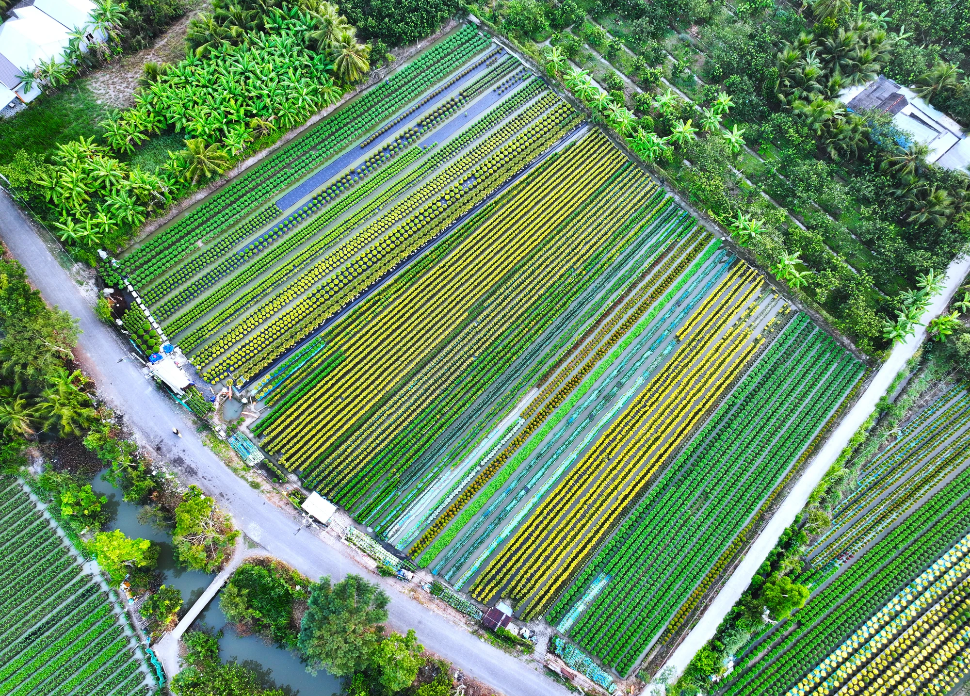 làng hoa Mỹ Phong 11.jpg