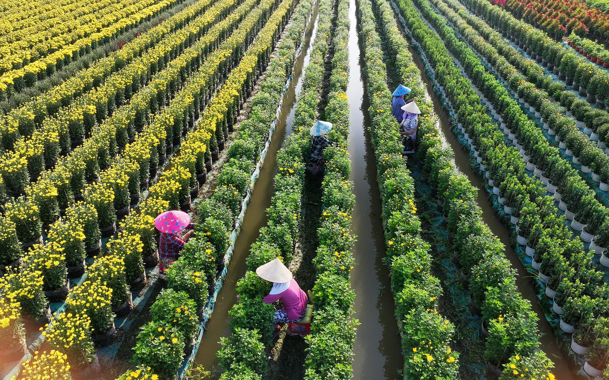 Thời tiết bất lợi, làng hoa Mỹ Phong chật vật giữ hoa bán Tết