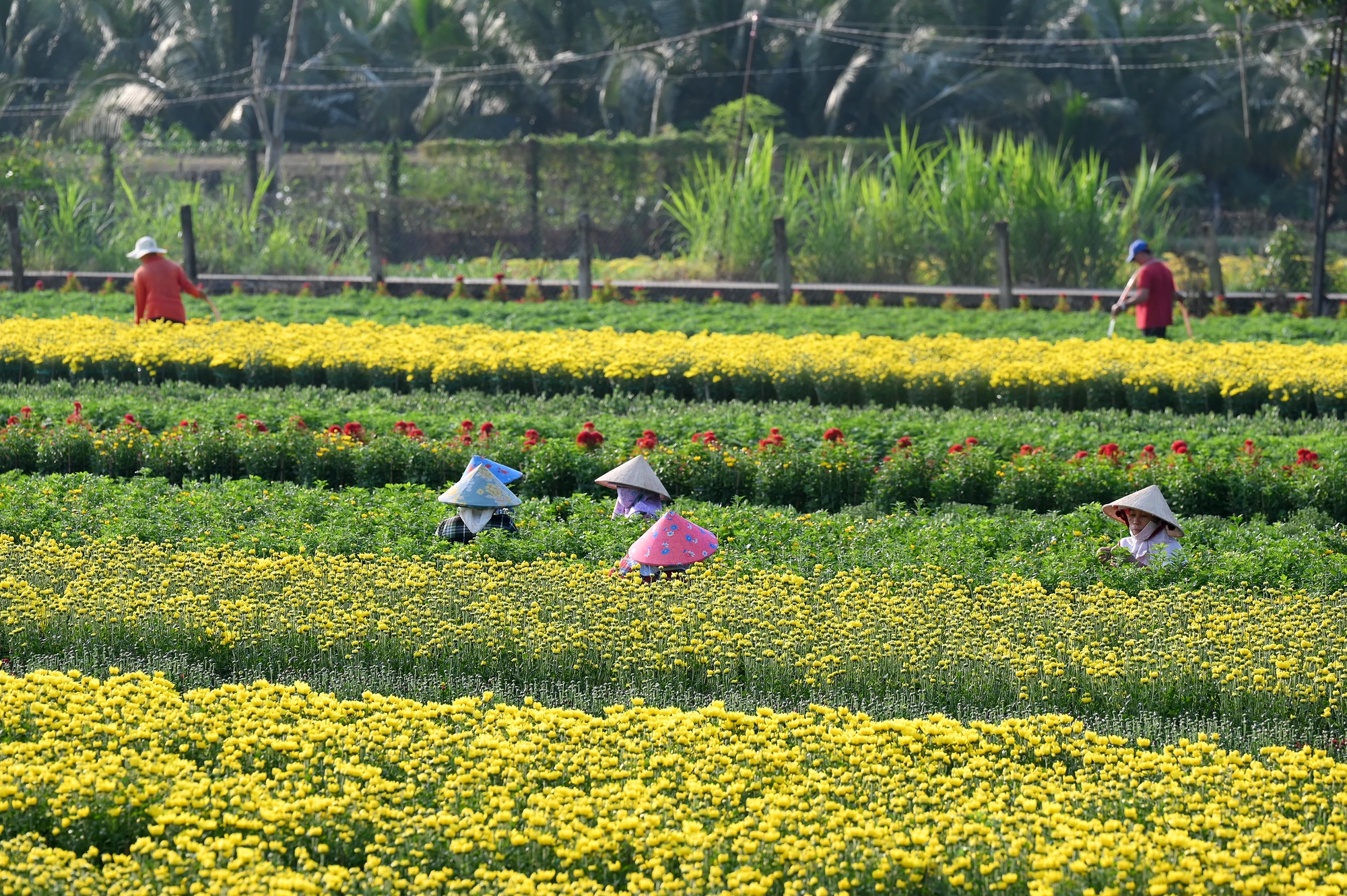 làng hoa Mỹ Phong (7).jpg