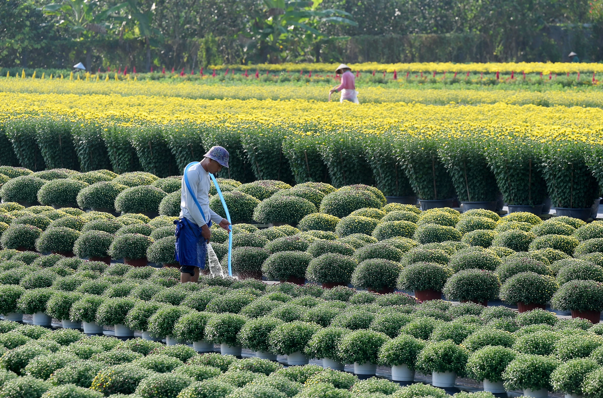 làng hoa Mỹ Phong (8).jpg