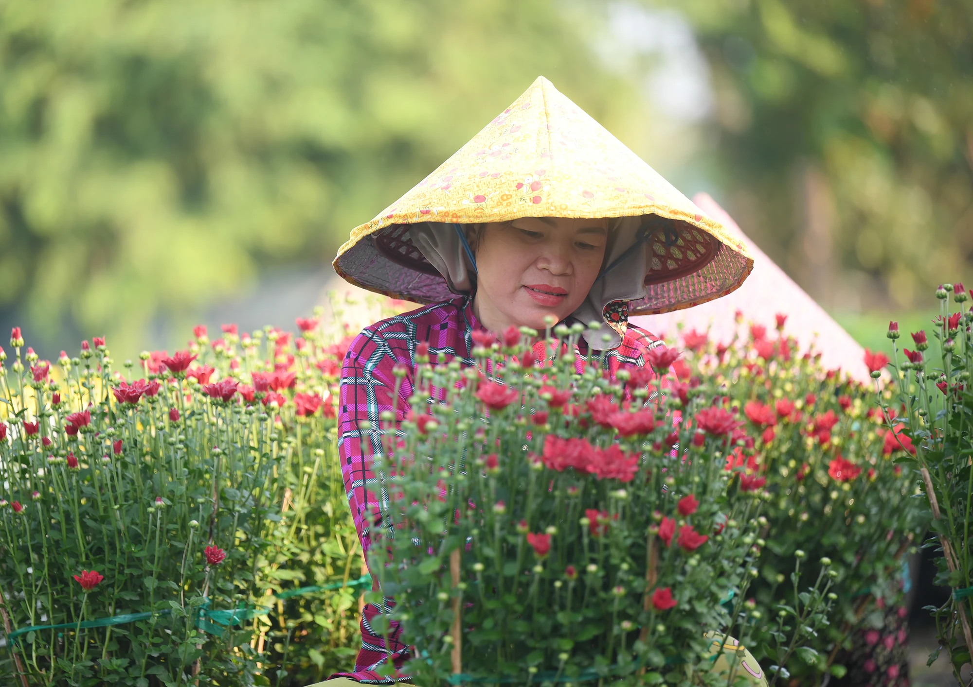 làng hoa Mỹ Phong (9).jpg