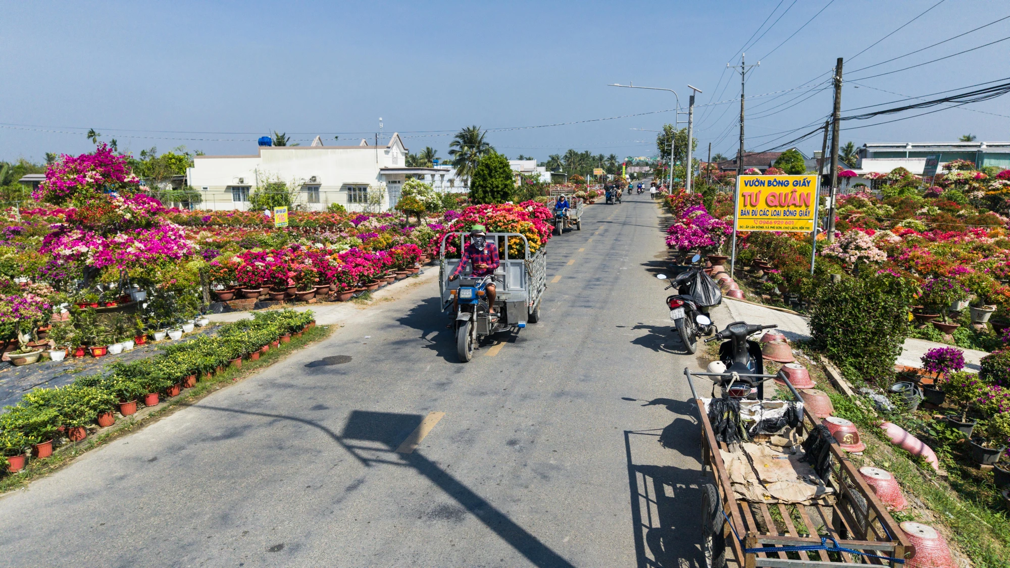 Chợ Lách tất bật mùa hoa Tết, thương lái tấp nập về vườn