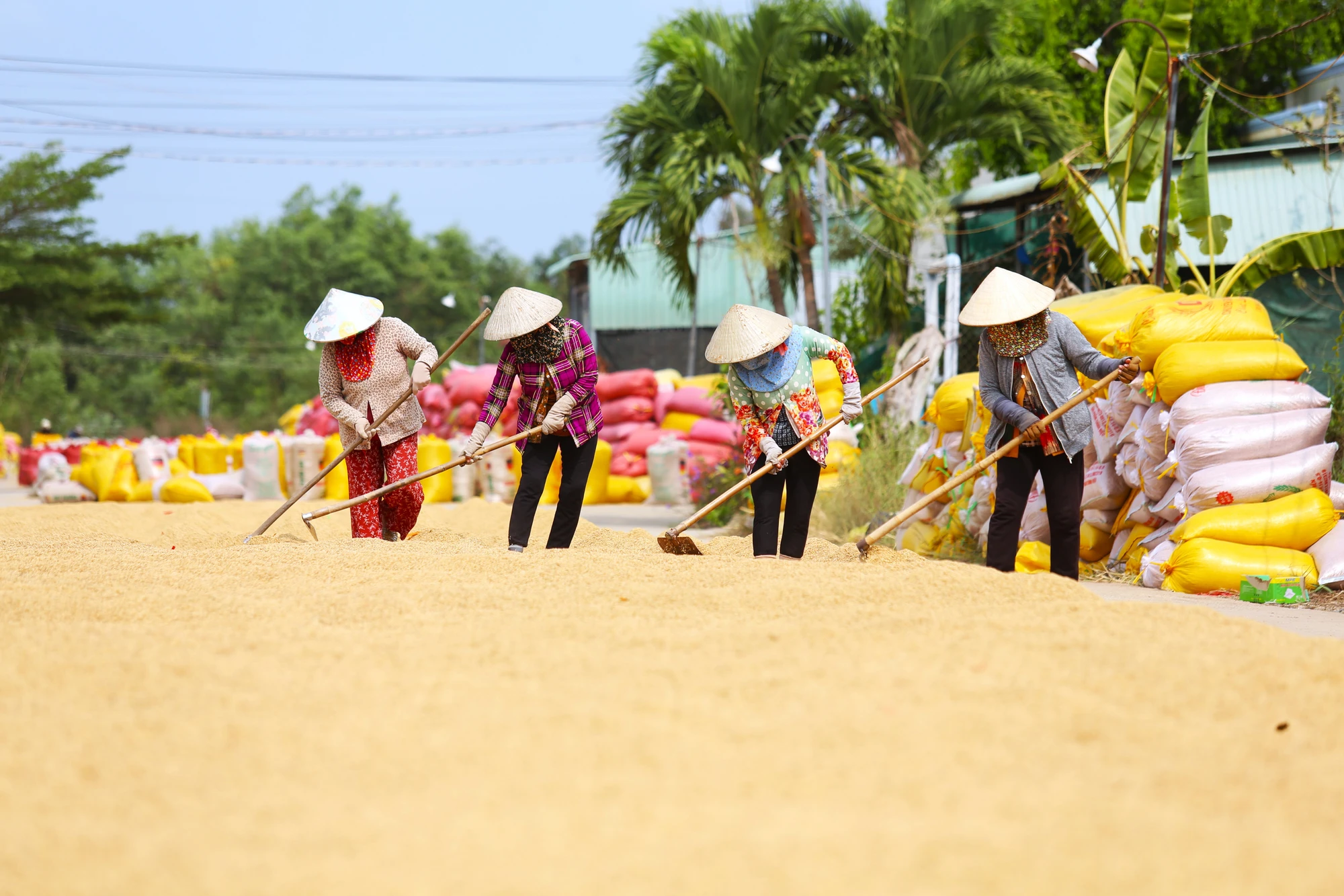 mưu sinh.JPG