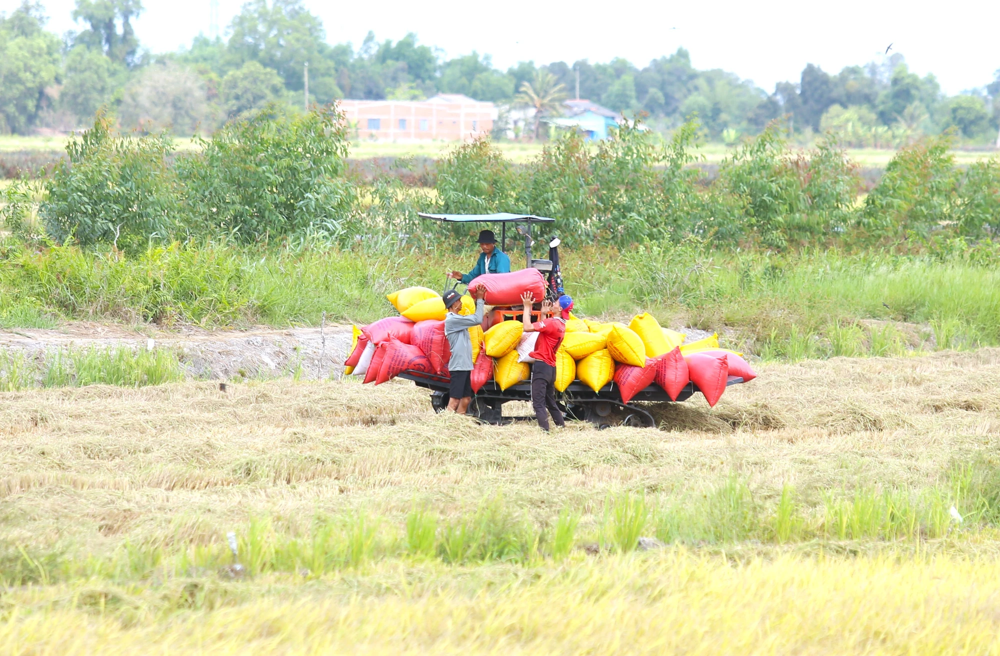mưu sinh 3.JPG