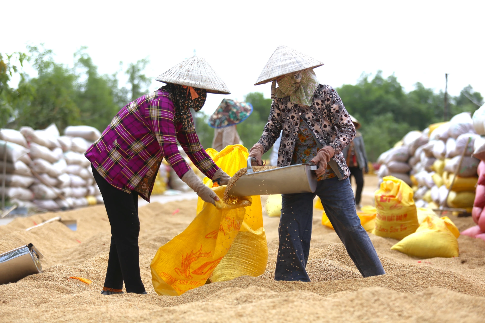 mưu sinh 6.JPG