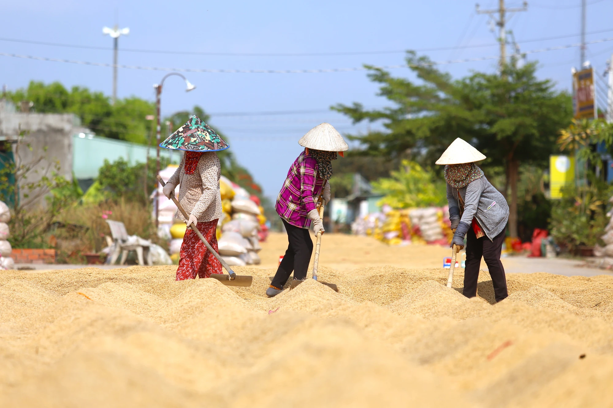 mưu sinh 8.JPG