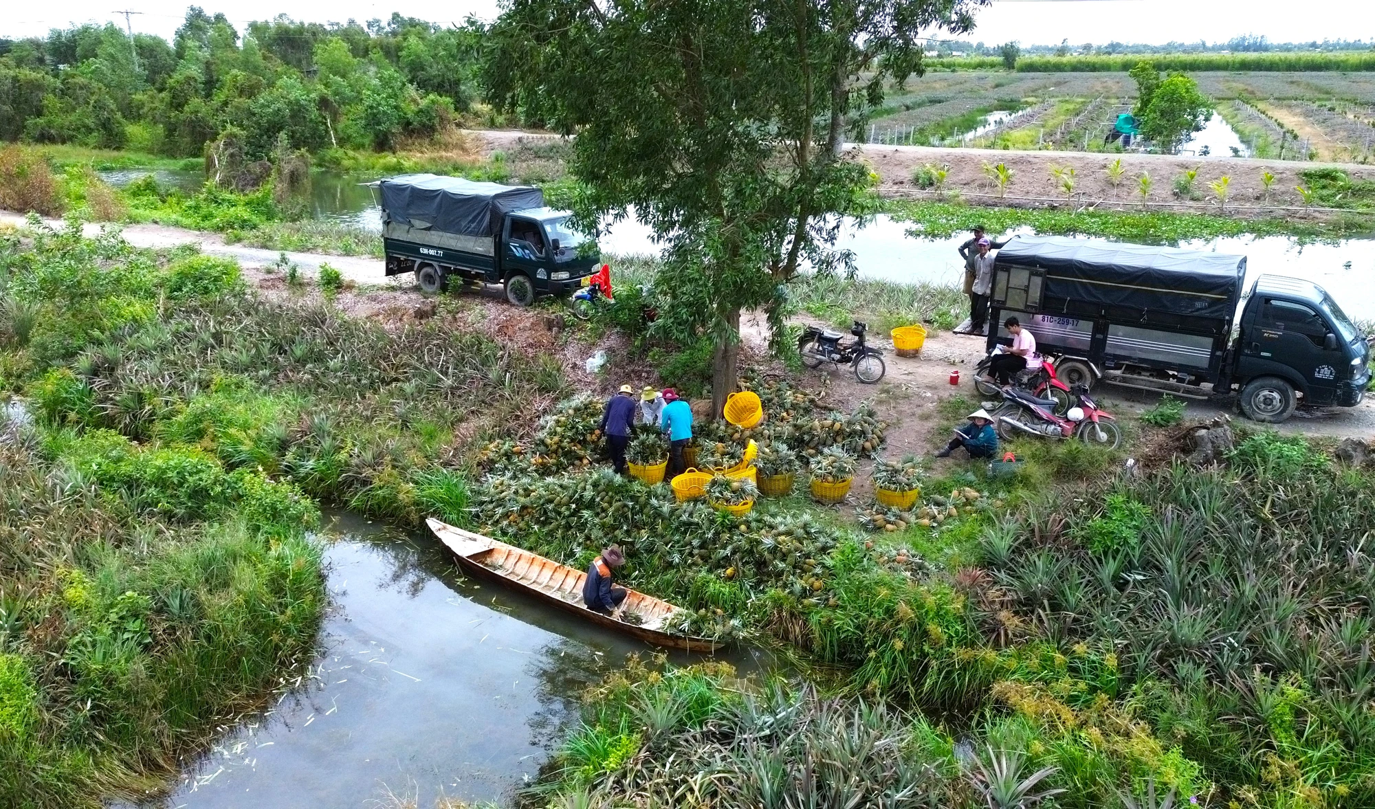 Vùng đất phèn Tân Phước 14.JPG