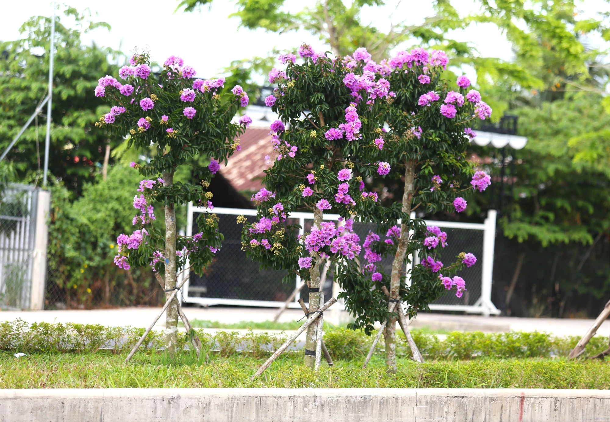 hoa bằng lăng 28.JPG