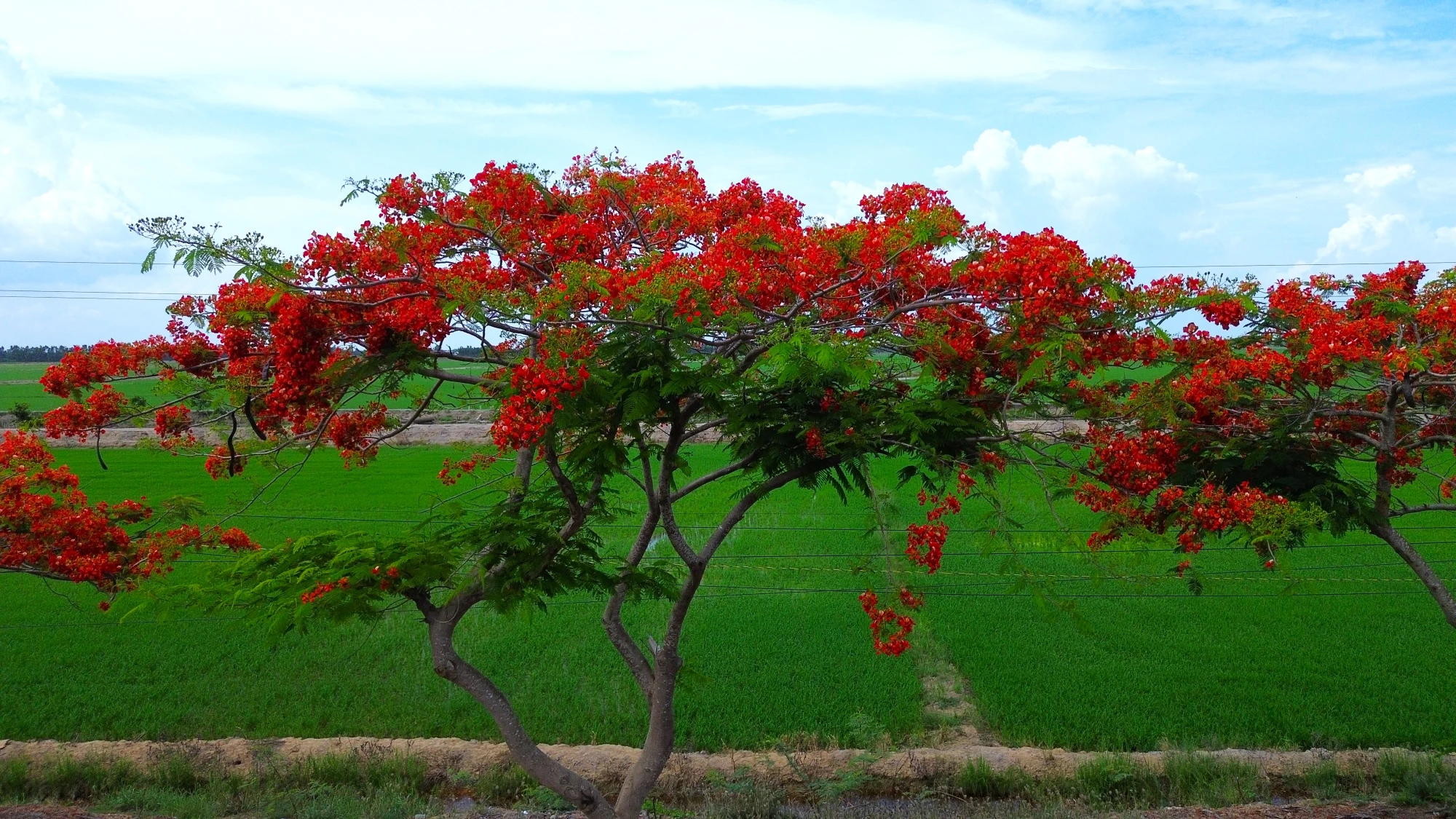hoa phượng 11.JPG